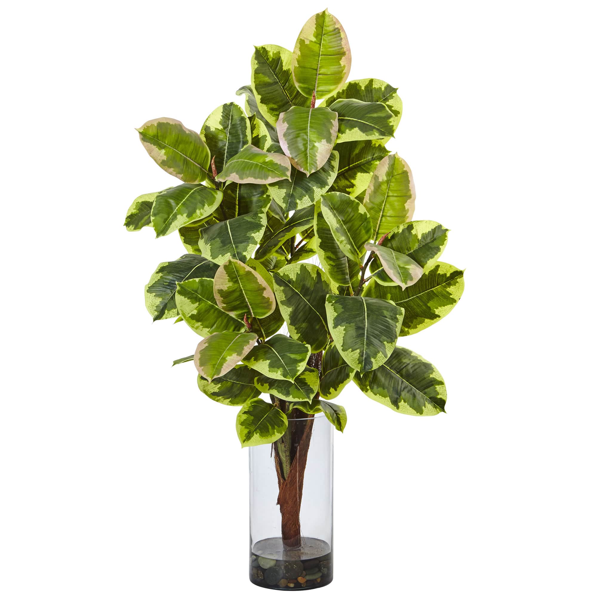 3ft. Rubber Leaf Plant in Glass Cylinder