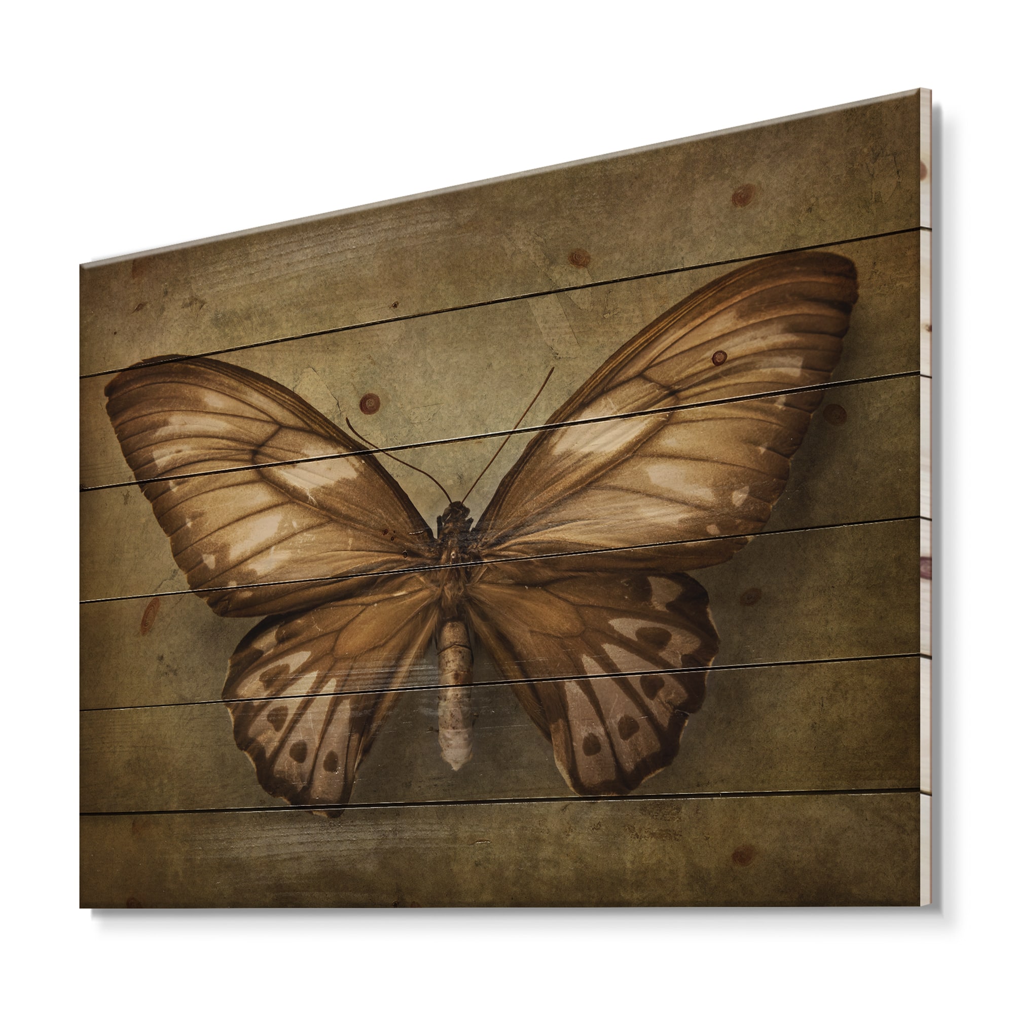 Designart - Vintage Butterfly In Earth Tones - Vintage Print on Natural Pine Wood