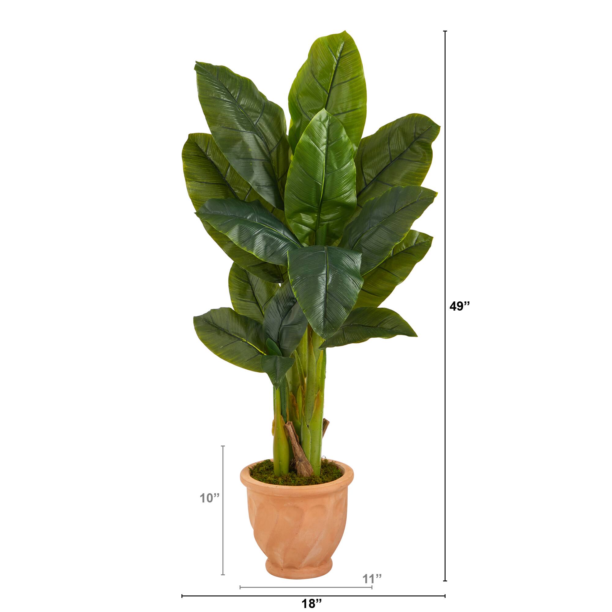 4ft. Triple Stalk Banana Tree in Terra-Cotta Planter
