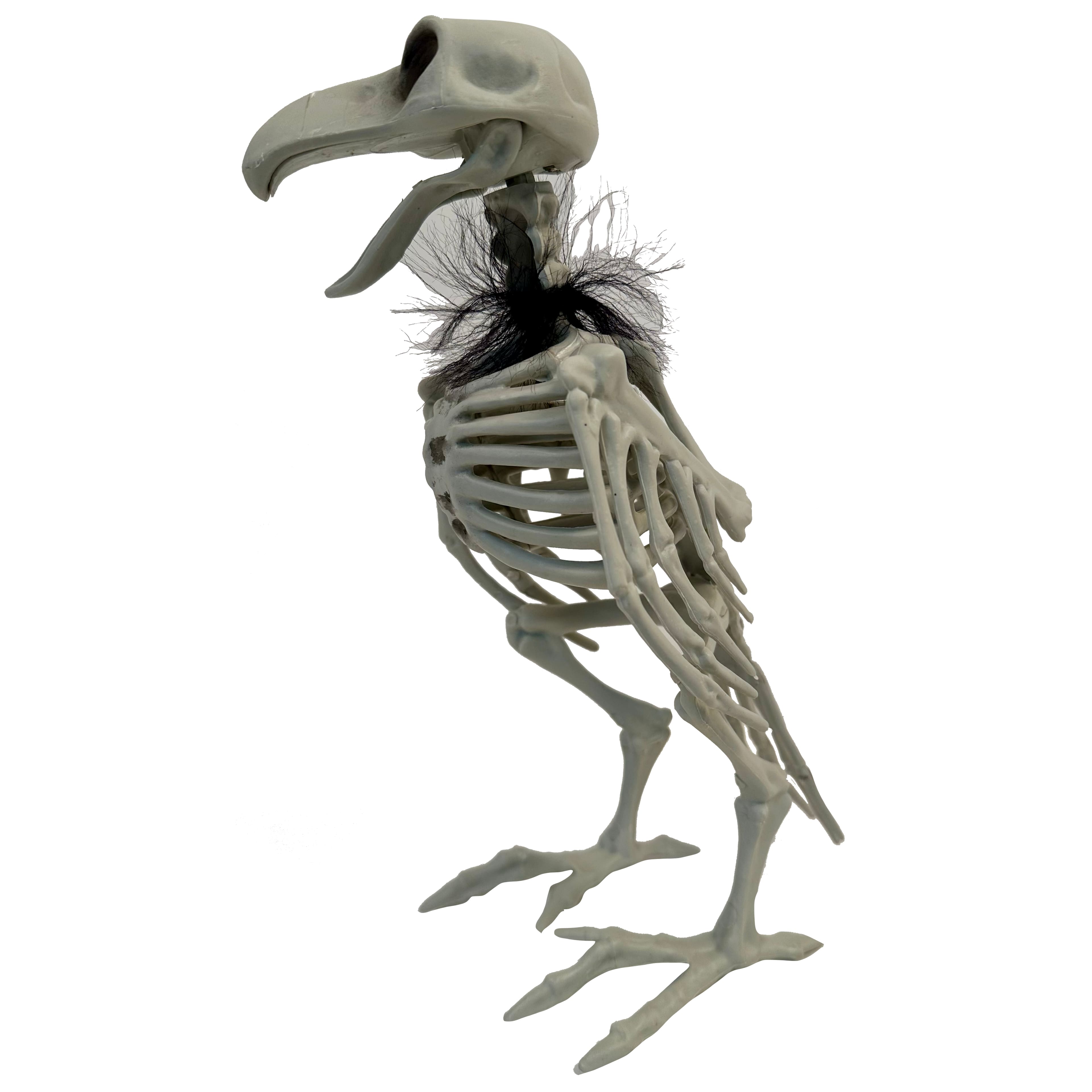 11.5" Crow Skeleton with Feathers by Ashland®