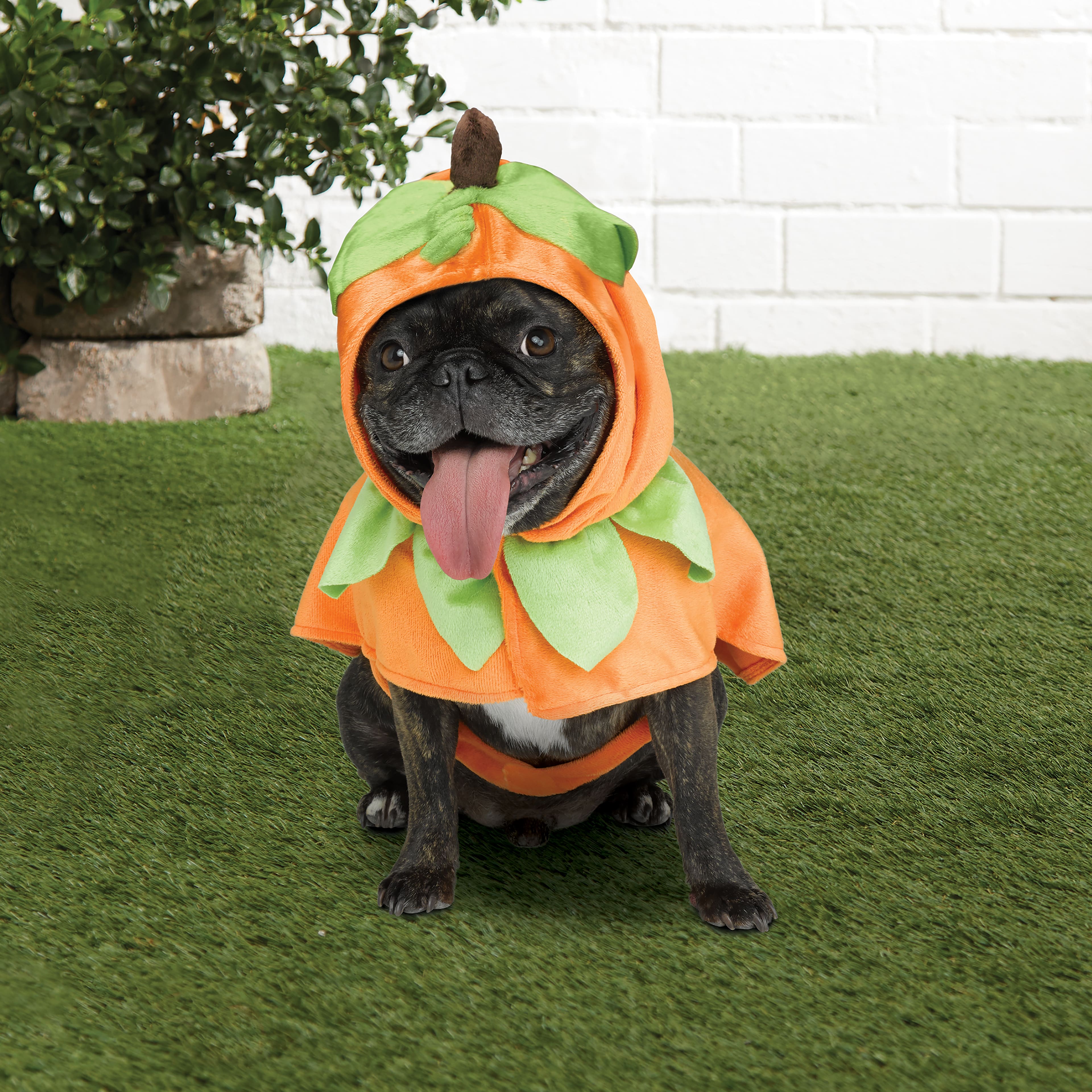 Pumpkin Dog Costume by Ashland®
