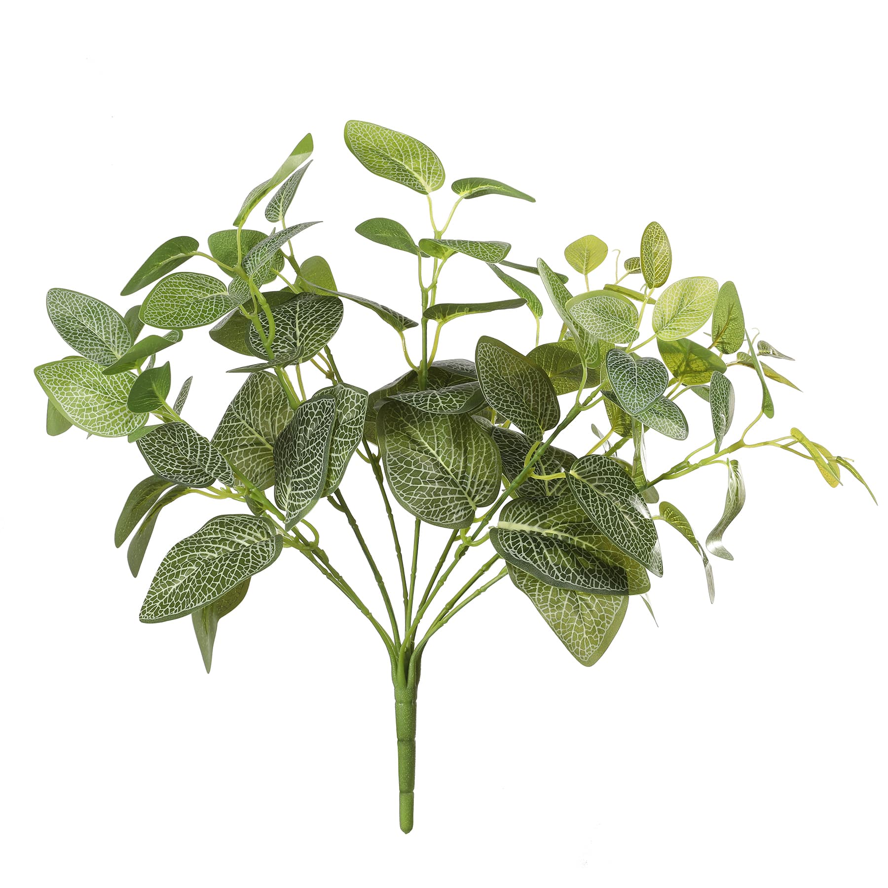 18&#x22; Variegated Fittonia Bush by Ashland&#xAE;