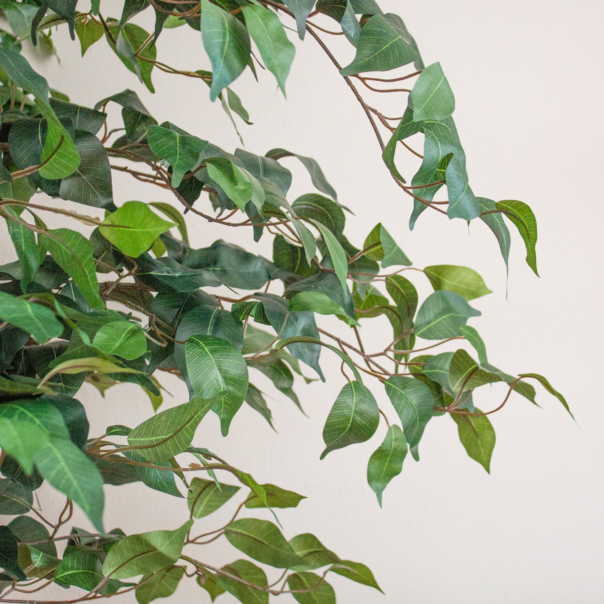 7ft. Potted Ficus Tree