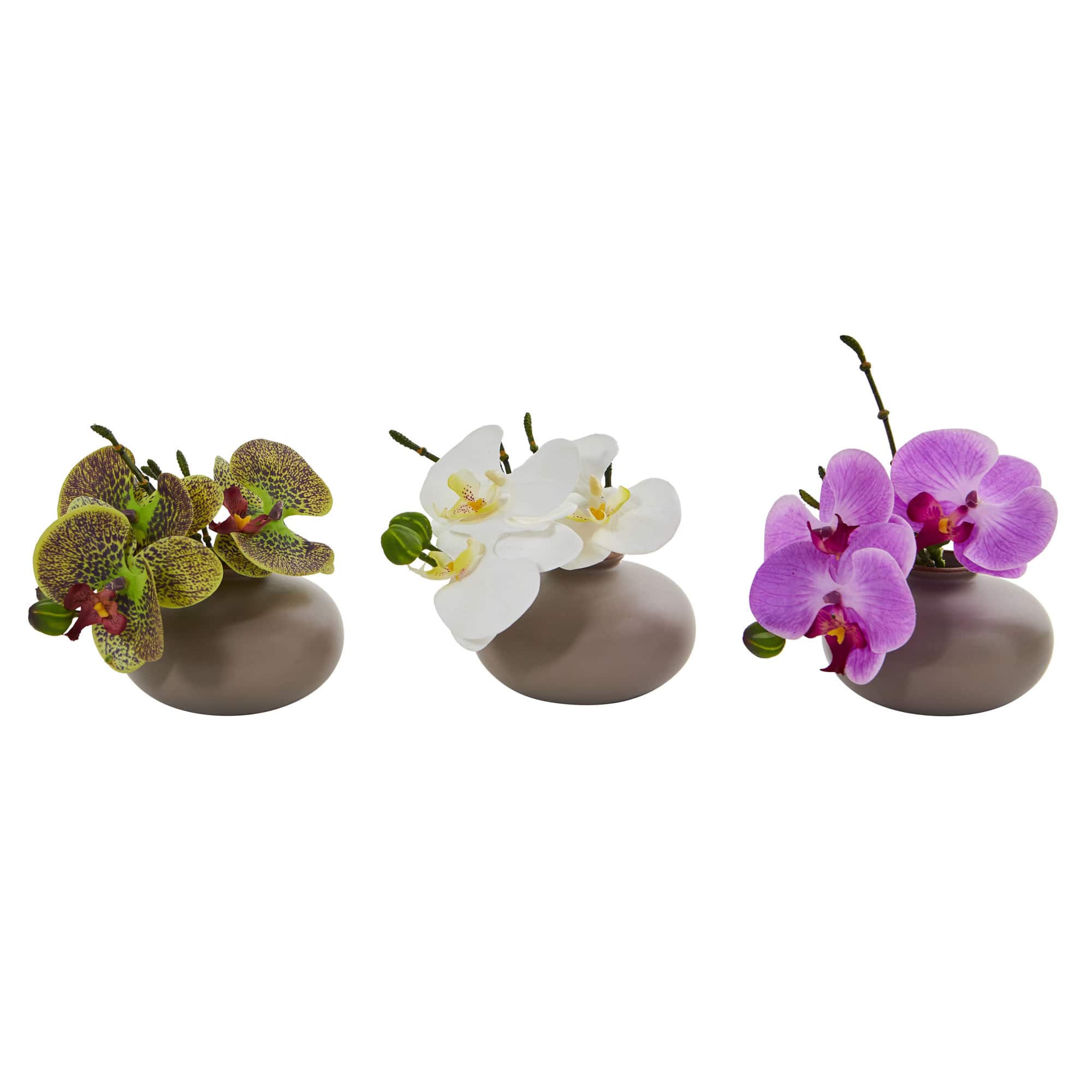 7" Assorted Moth Orchid Arrangement, 3ct.