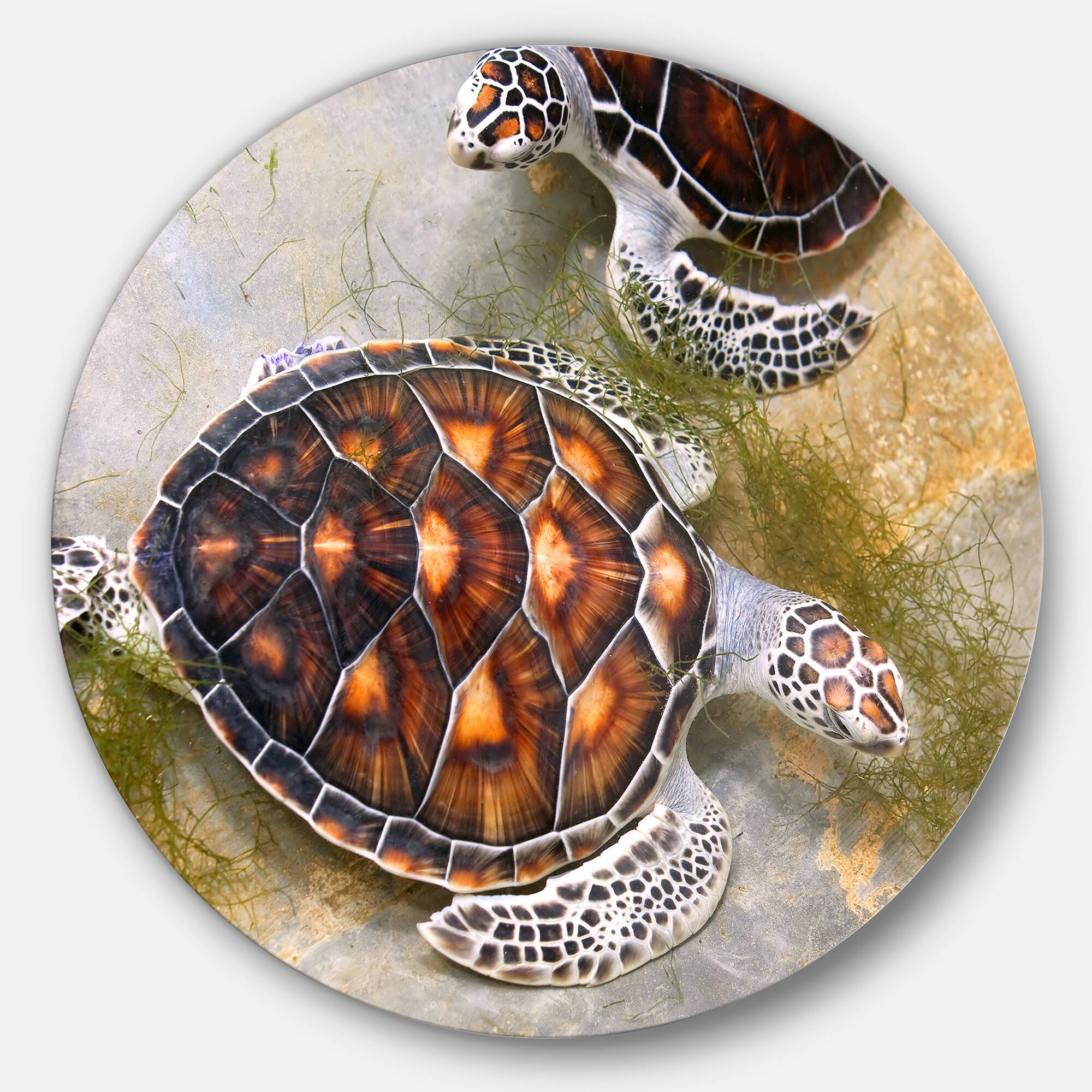 Designart - Sea Turtles in Nursery&#x27; Animal Circle Metal Wall Art