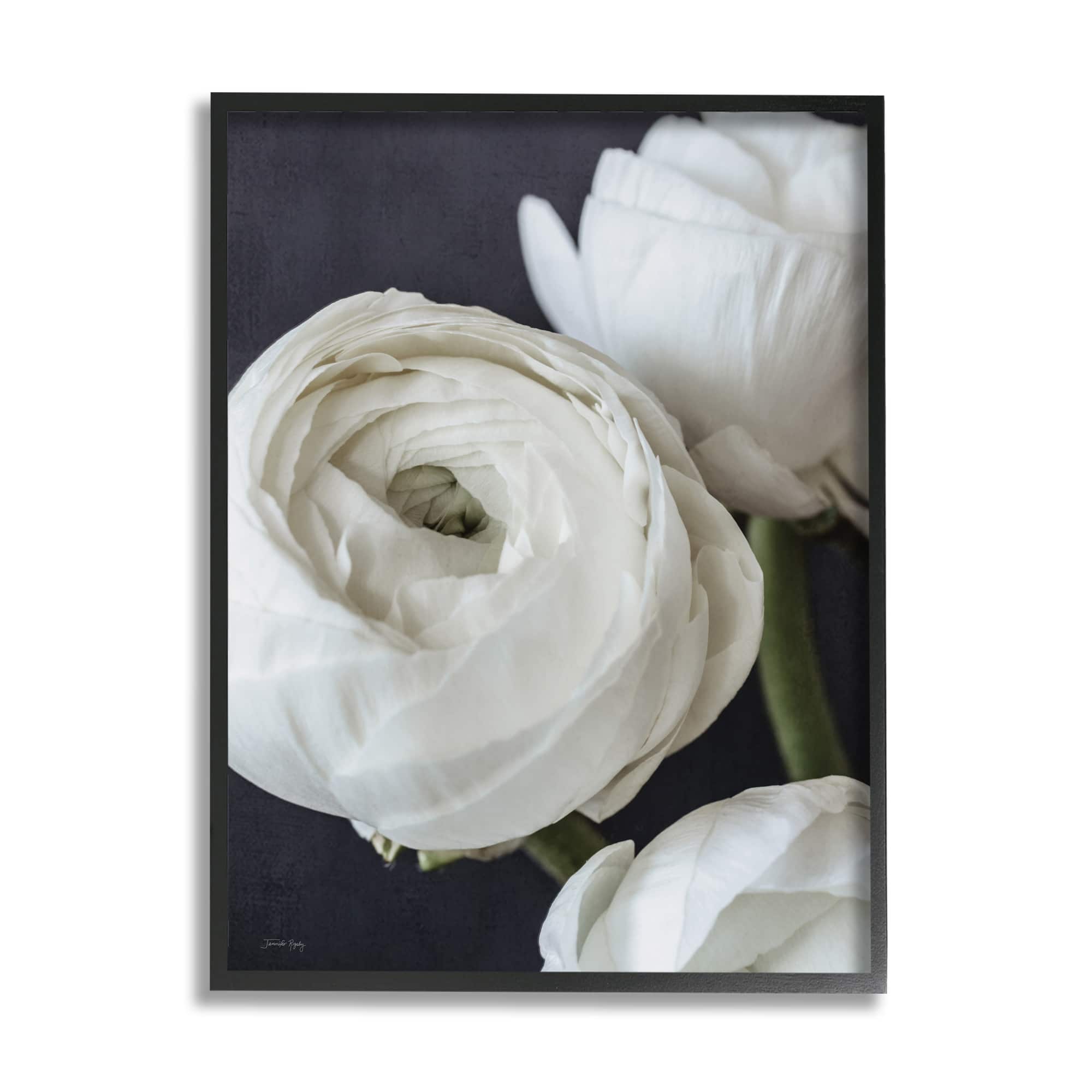 Stupell Industries Budding Ranunculus Flower Blooming Framed Giclee Art