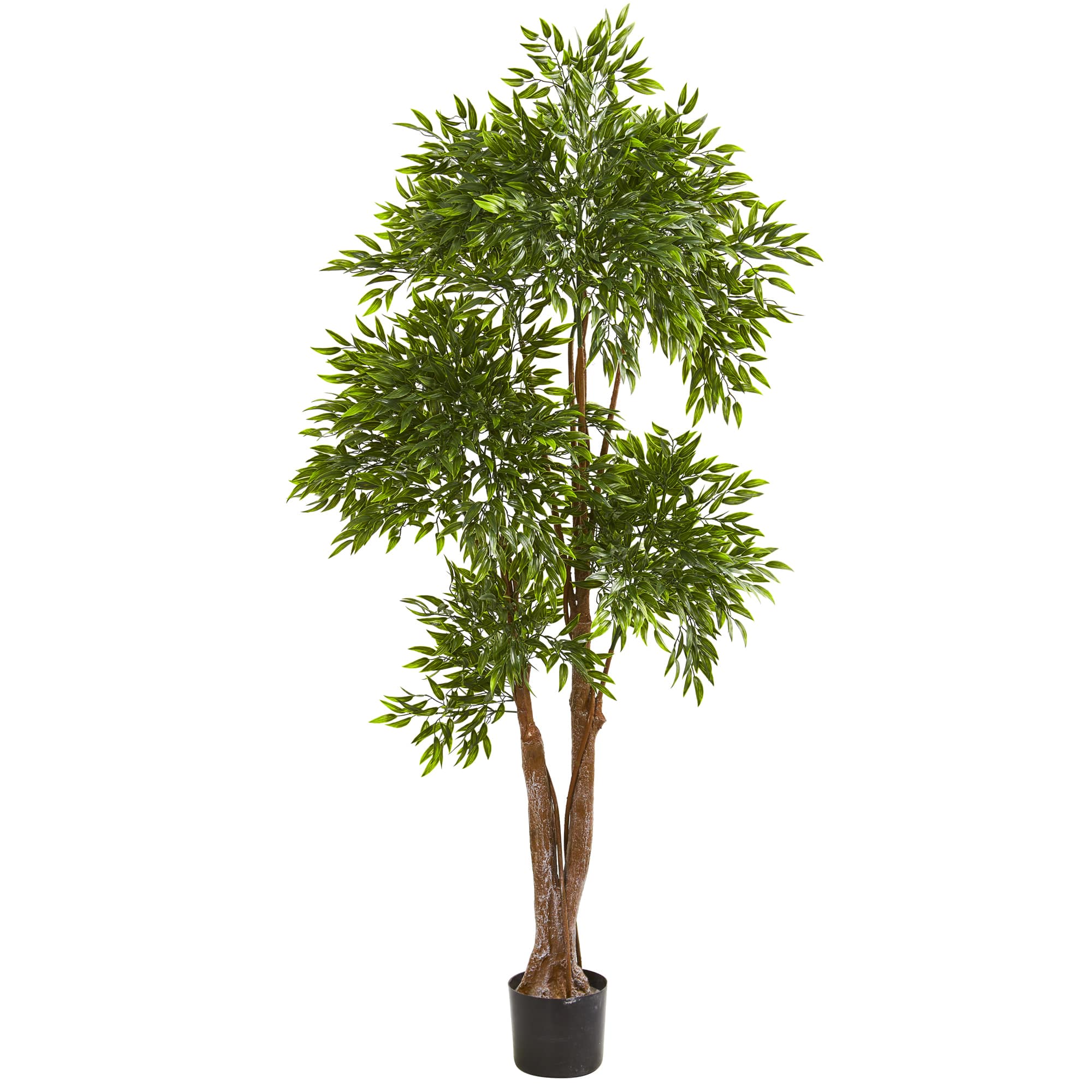 6ft. Potted Ruscus Tree