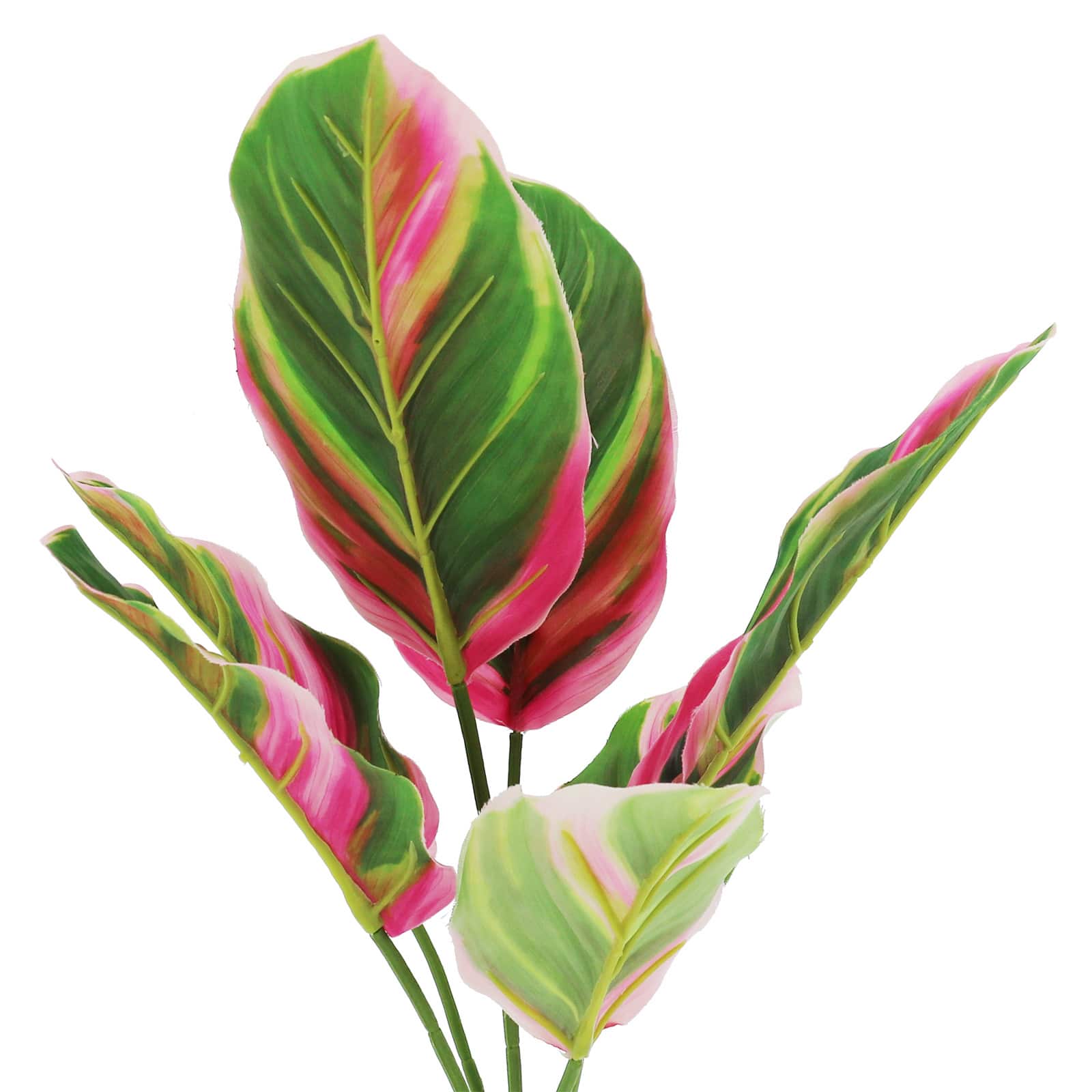 18&#x22; Calathea Pilosa Bush by Ashland&#xAE;