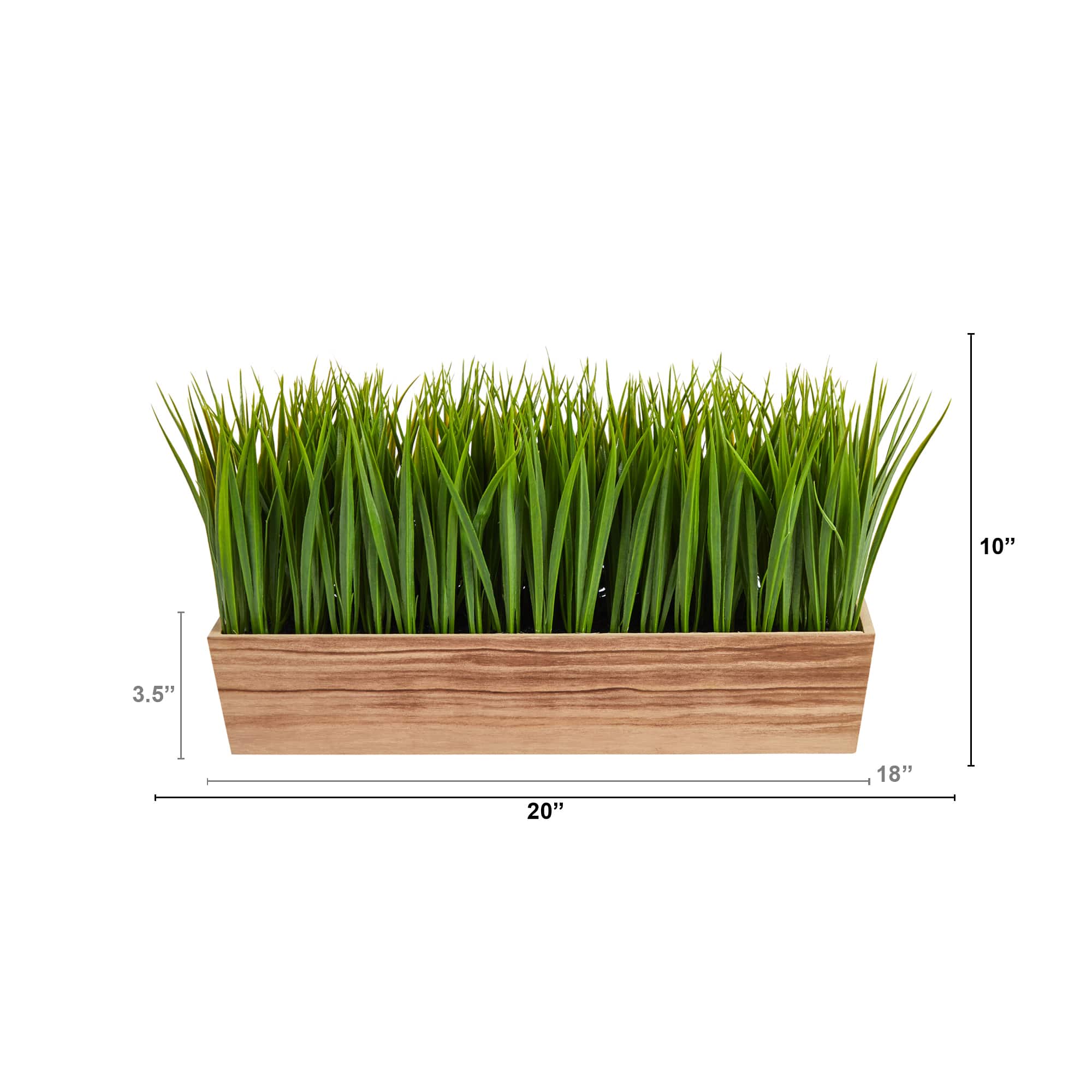10&#x22; Vanilla Grass Plant in Decorative Planter