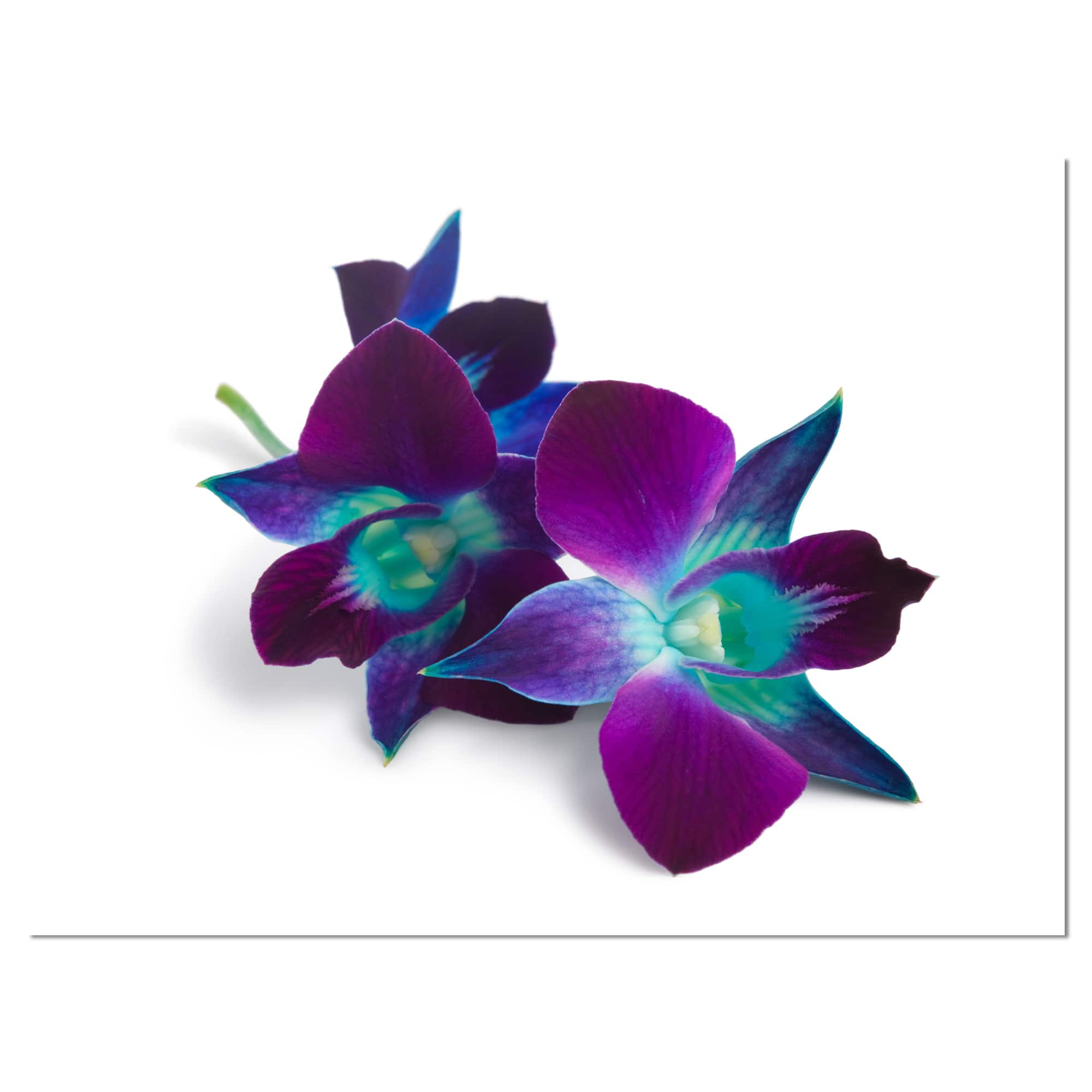 Designart - Deep Purple Orchid Flowers on White - Flowers Canvas Wall Artwork