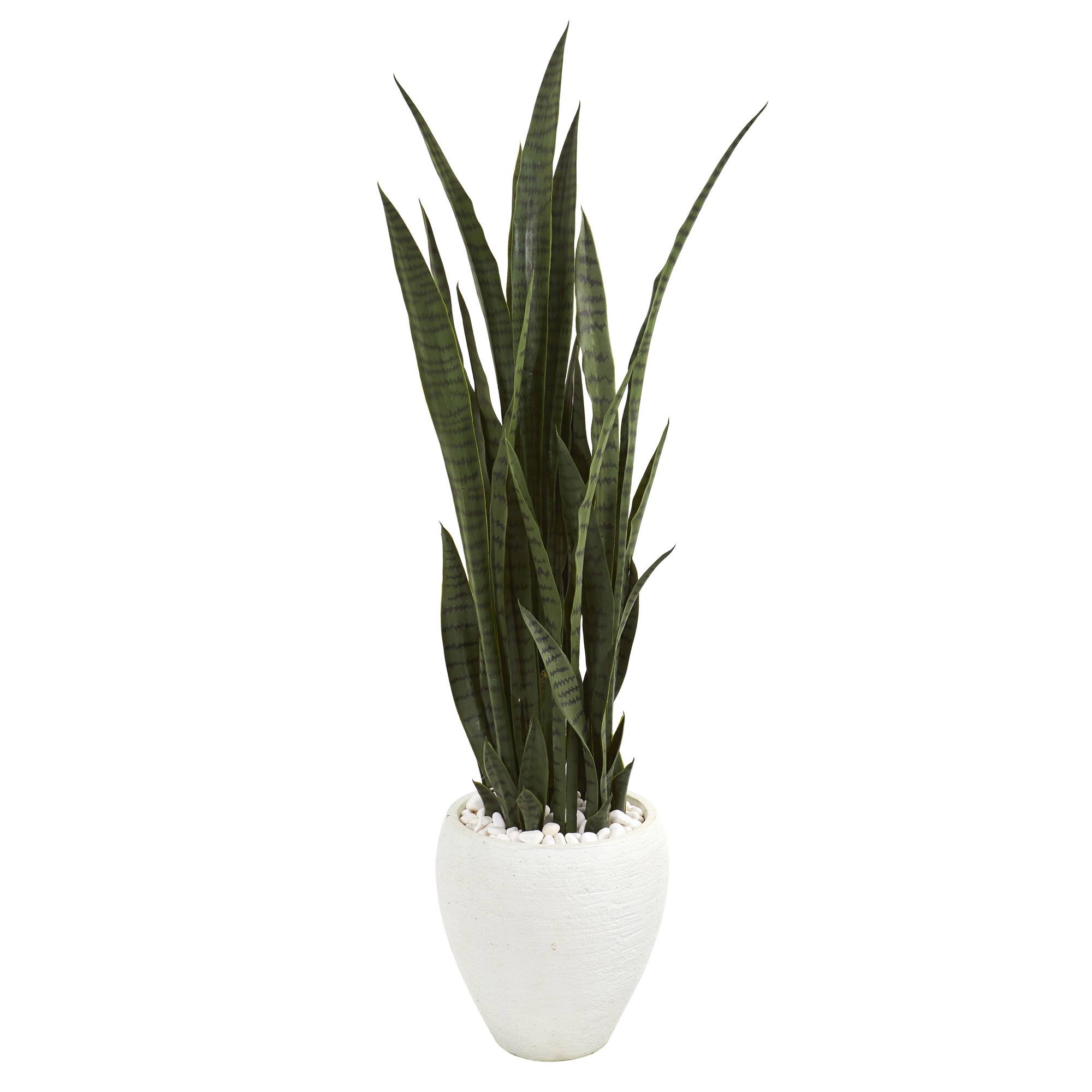 4.25ft. Sansevieria Plant in White Planter 