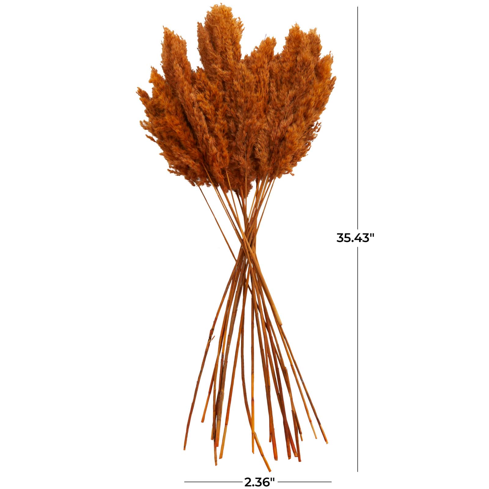 Dried Plant Pampas Natural Foliage with Long Stems