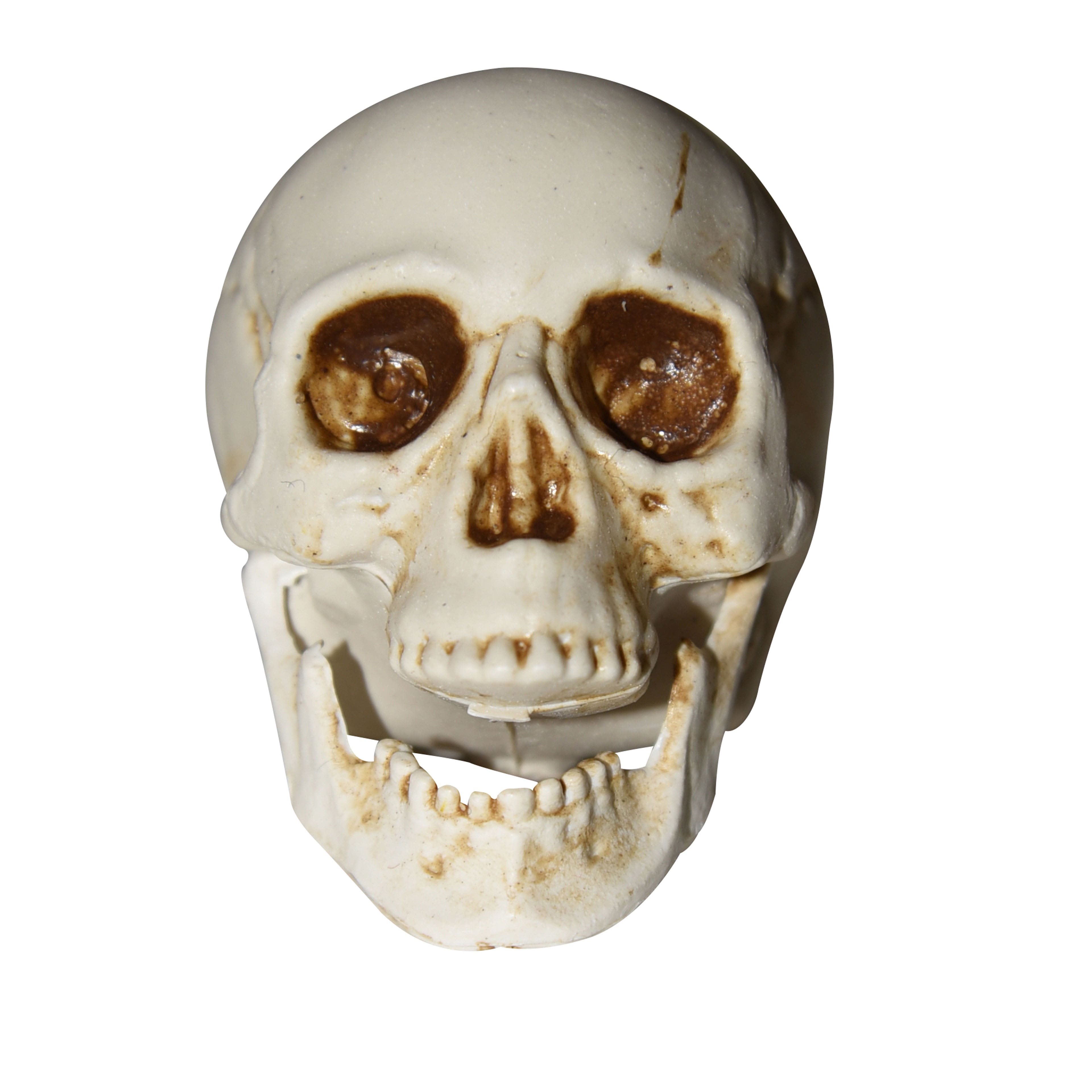 White Plastic Skulls, 6ct. by Ashland&#xAE;