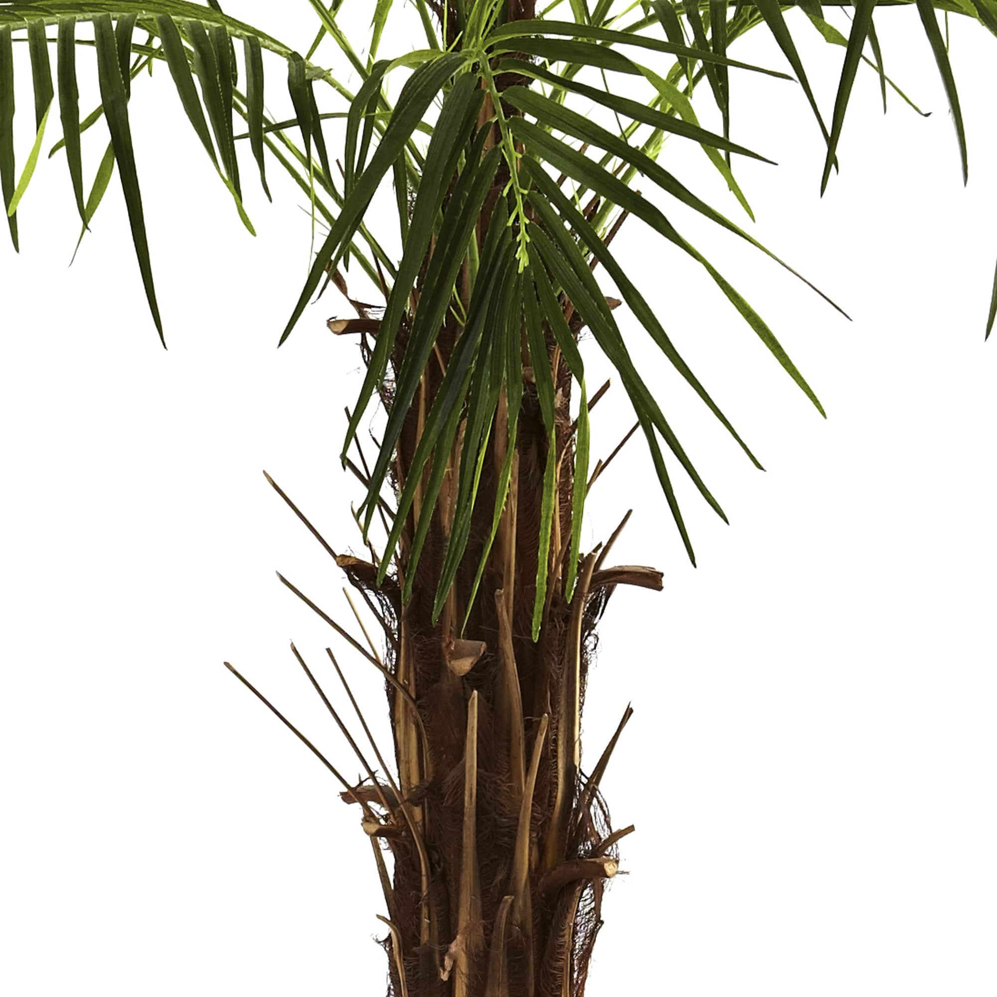 6ft. Potted Robellini Palm Tree