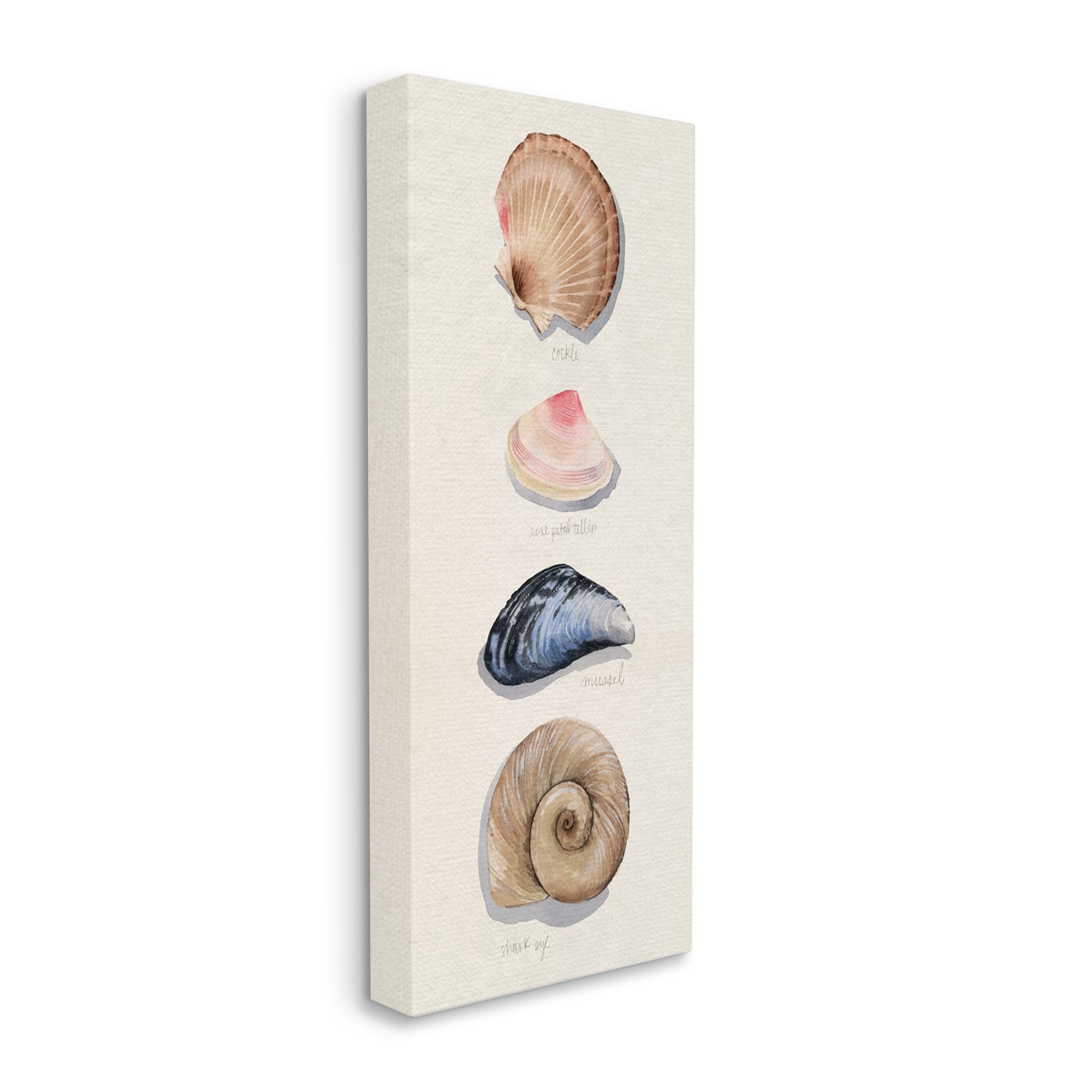 Stupell Industries Nautical Sea Shells over Soft Beige Sand Canvas Wall Art