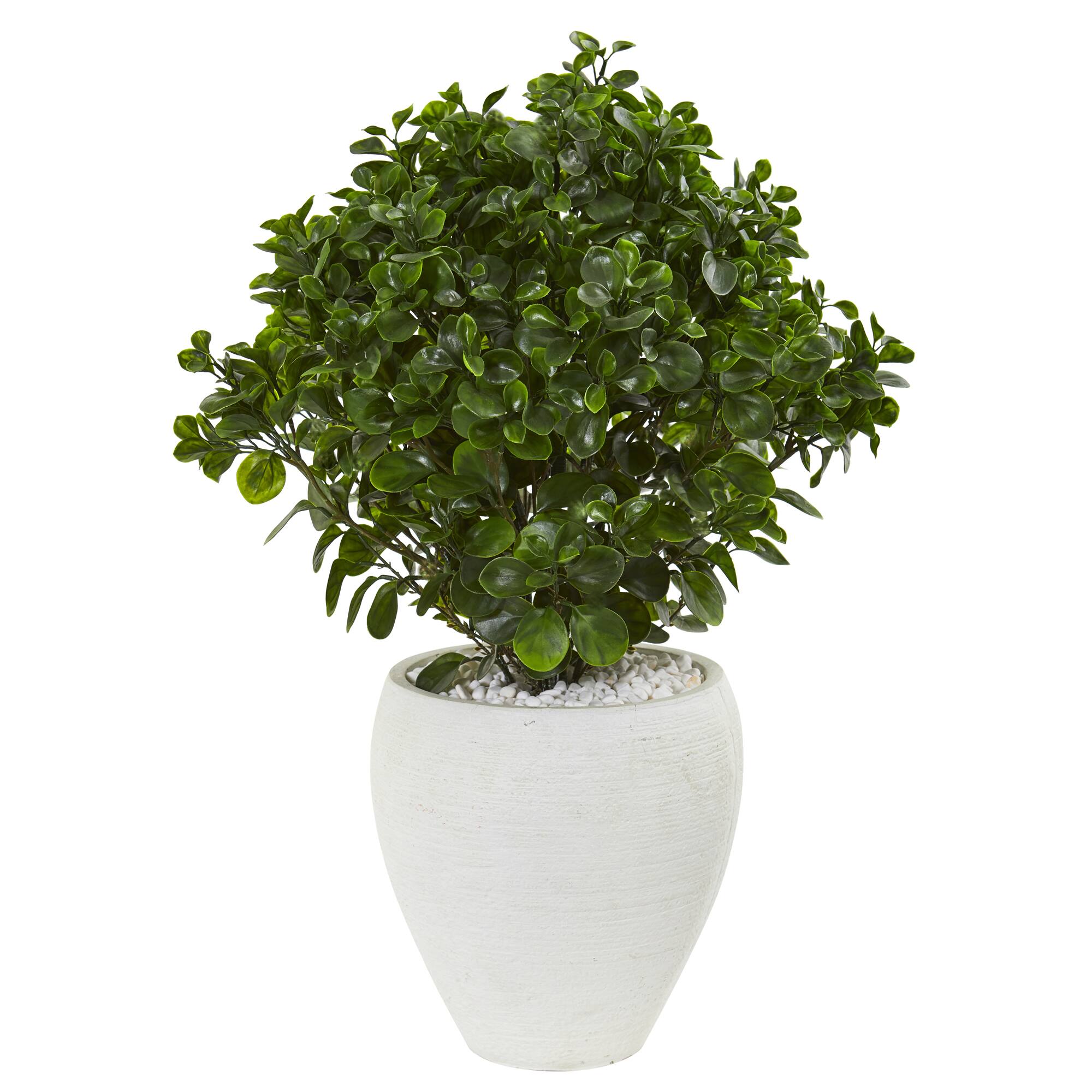 2.6ft. Peperomia Plant in White Planter