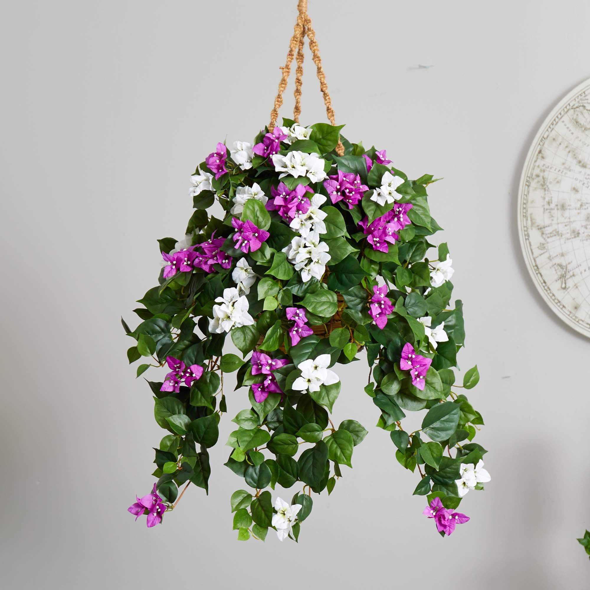 2.5ft. Mixed Bougainvillea in Hanging Basket