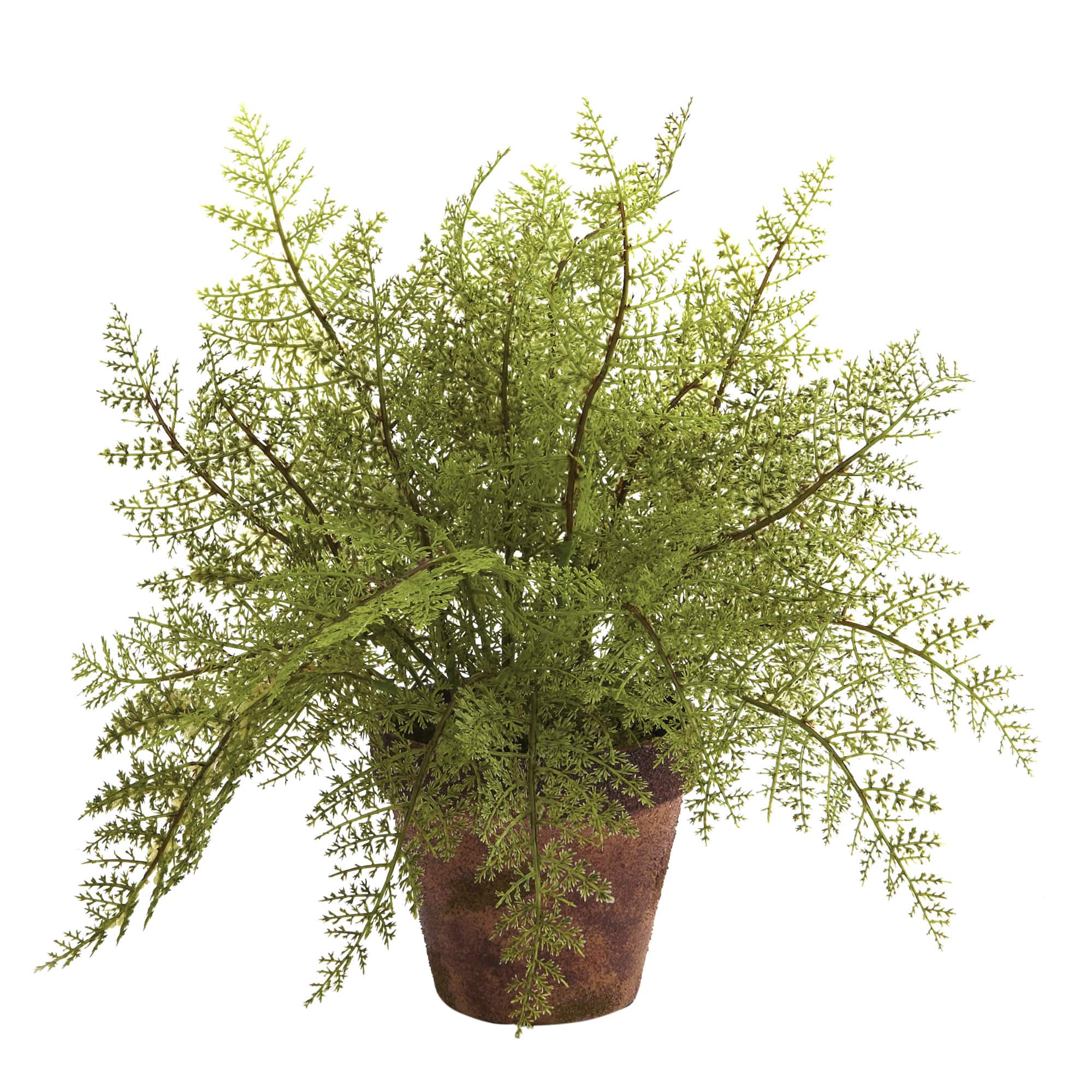 12" Fern in Decorative Planter, 2ct.