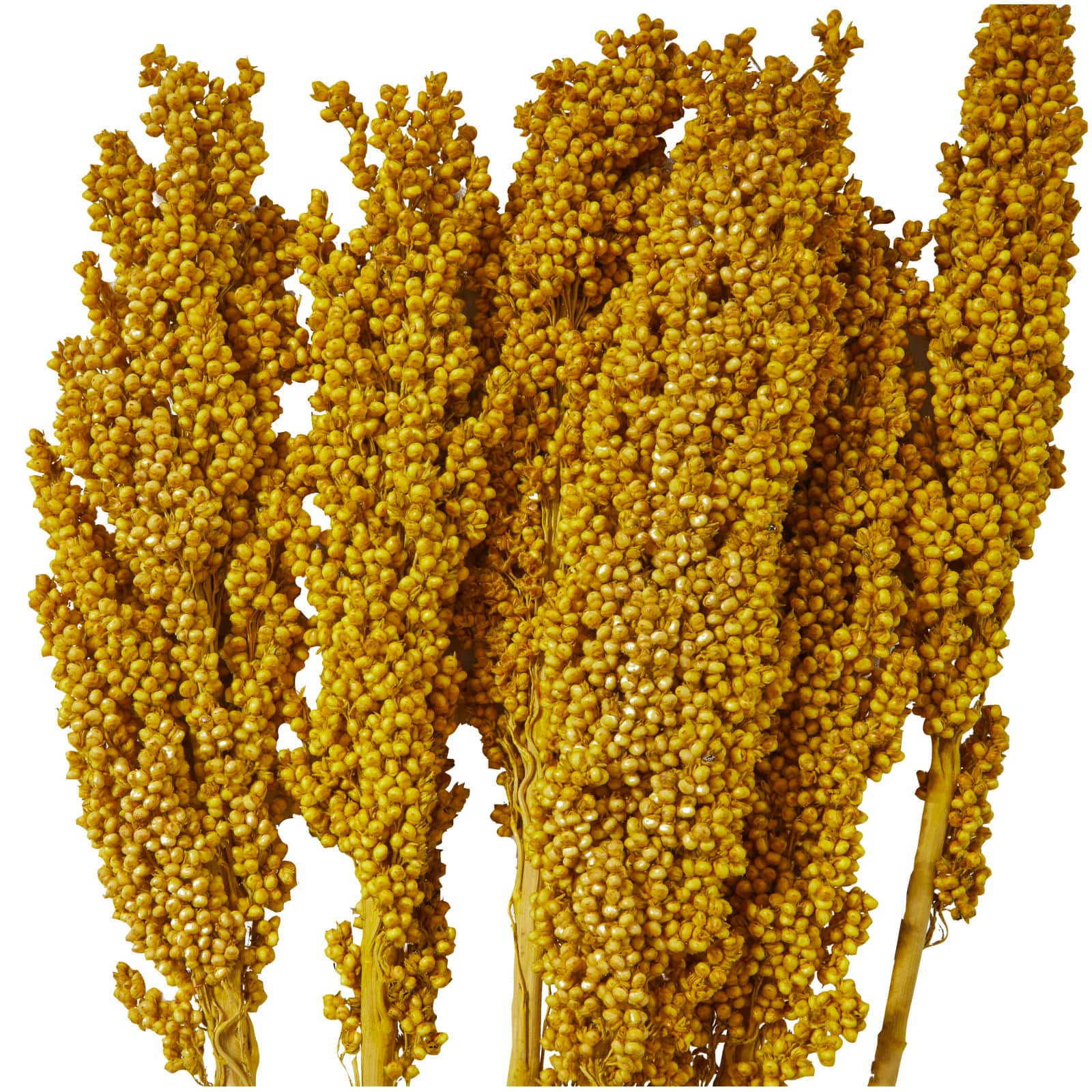 Dried Corn Maize Natural Foliage with Long Stems