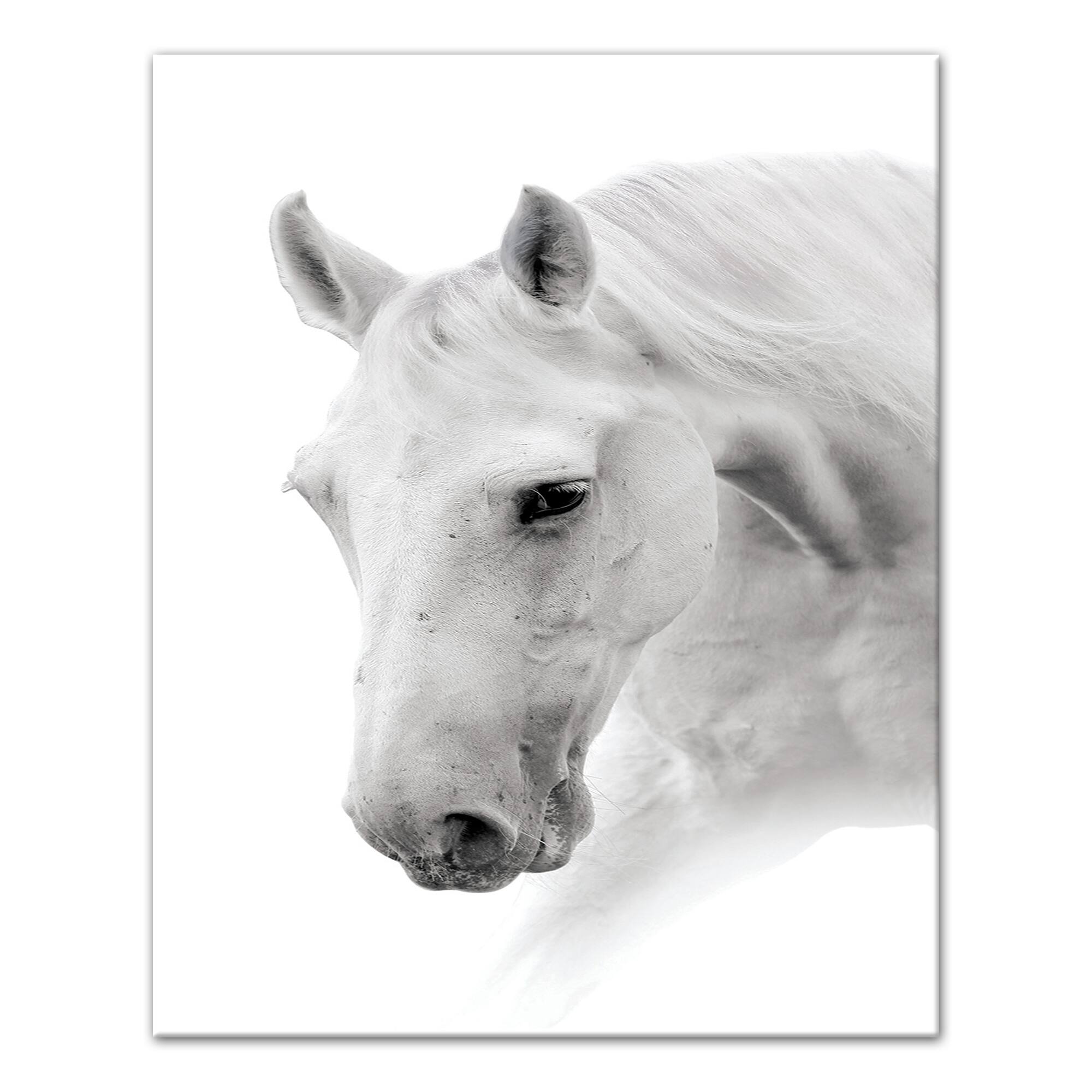 Black And White Horse 16" x 20" Canvas Wall Art