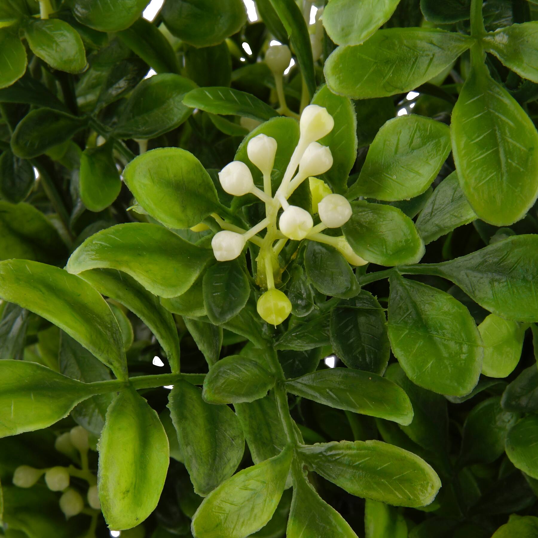 8 Pack: Boxwood &#x26; Berry Bush by Ashland&#xAE;