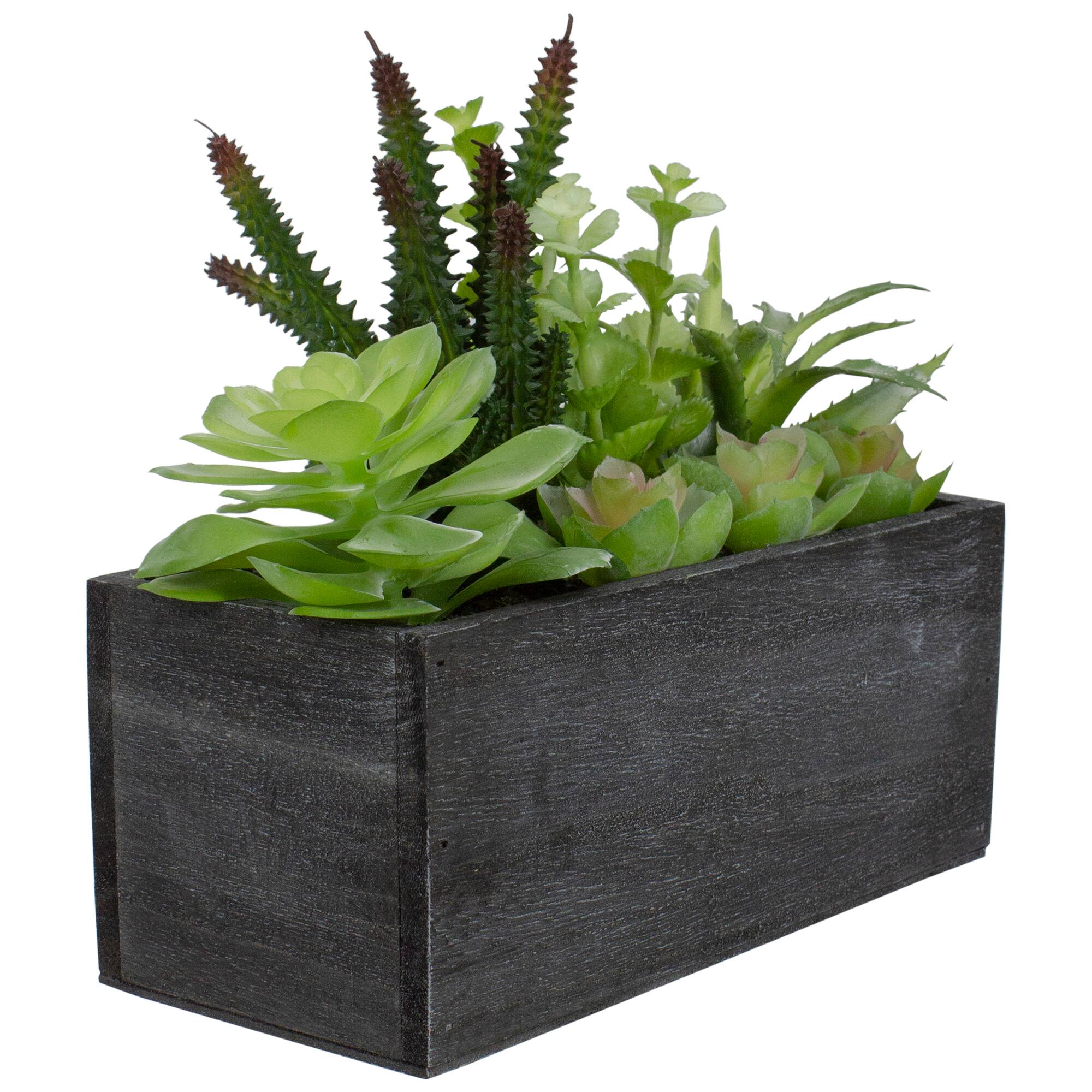 10&#x22; Mixed Succulent Plants in Rectangular Planter