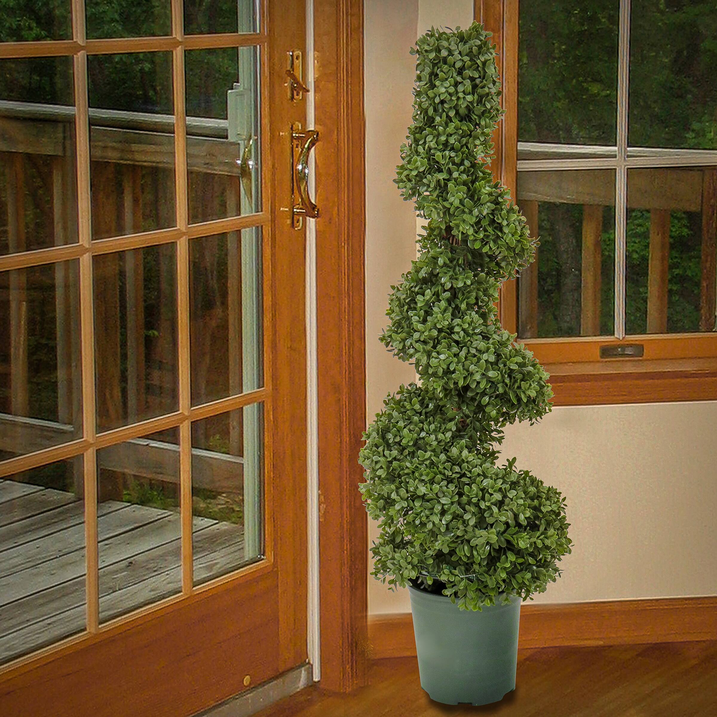 3.5ft. Boxwood Spiral Topiary