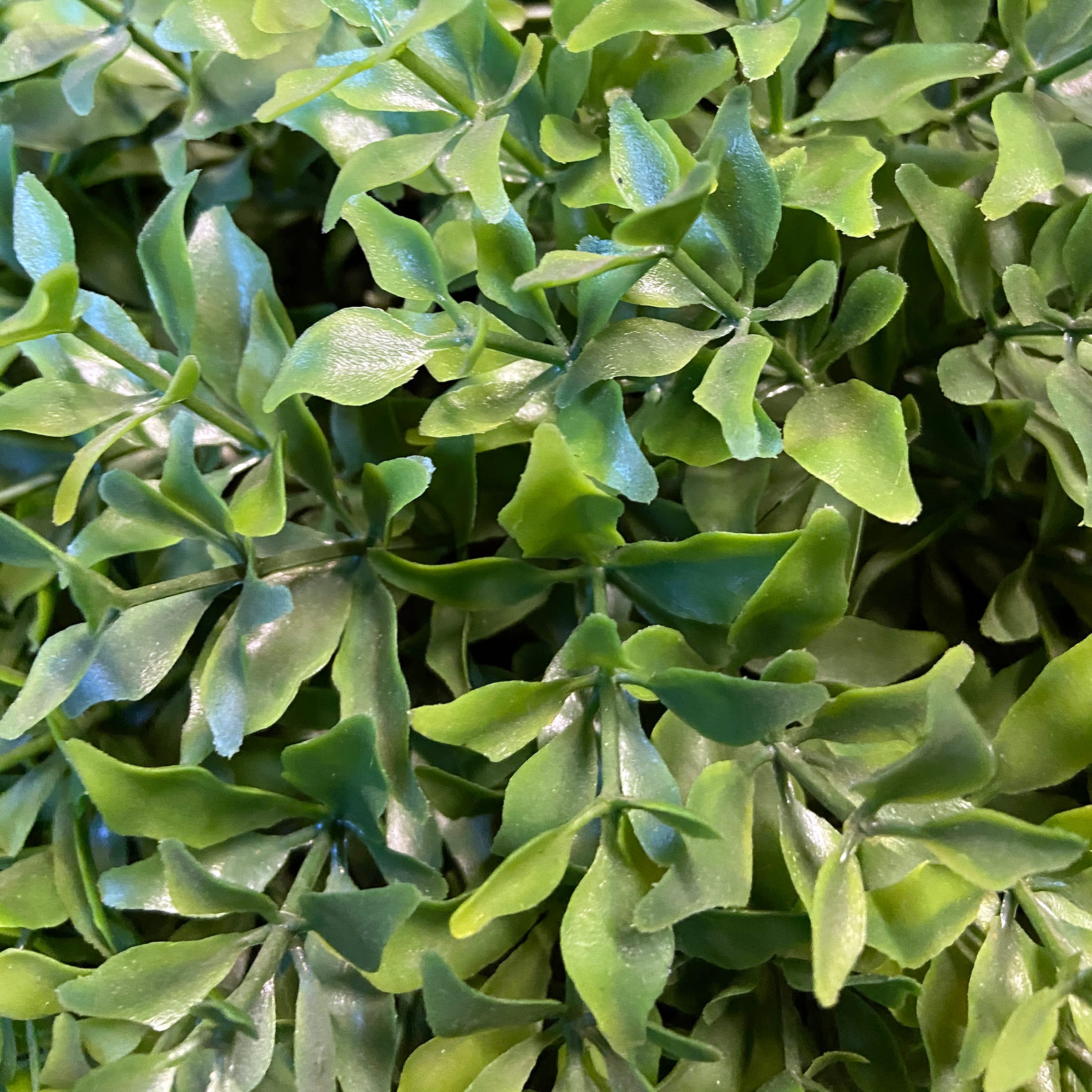 Globe Japanese Holly with Green Pot