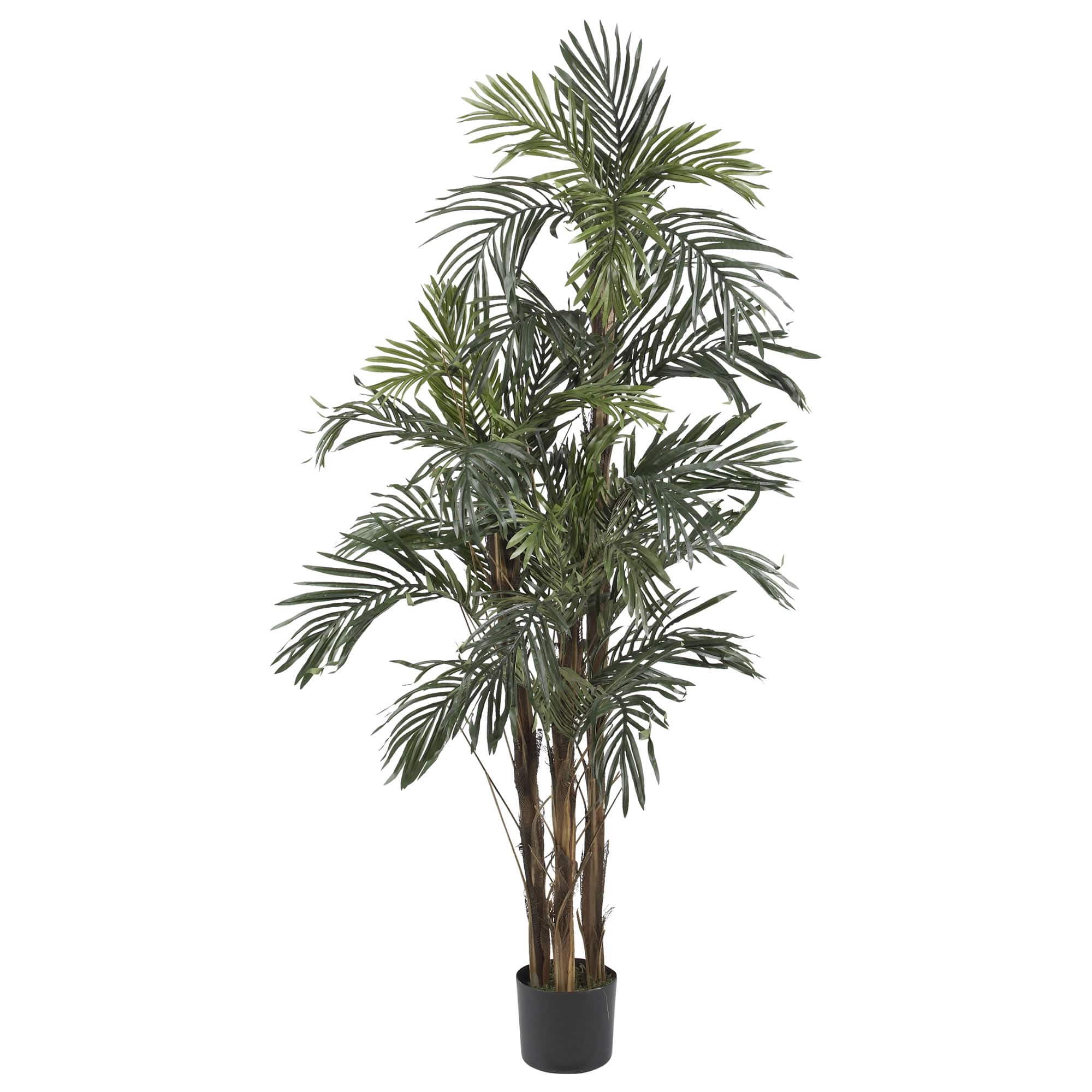 5ft. Potted Robellini Palm Tree