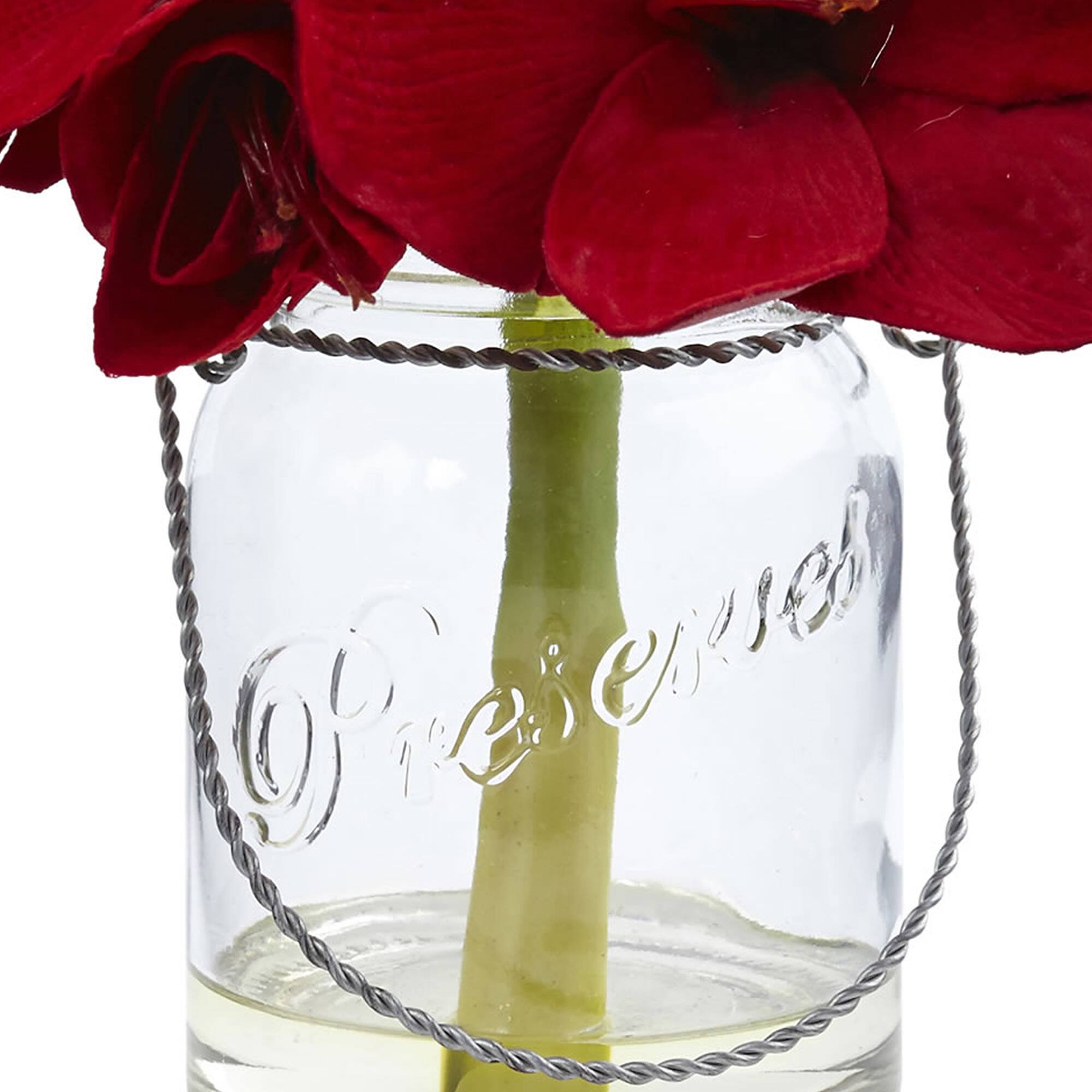 11" Amaryllis Arrangement in Glass Jar, 2ct.