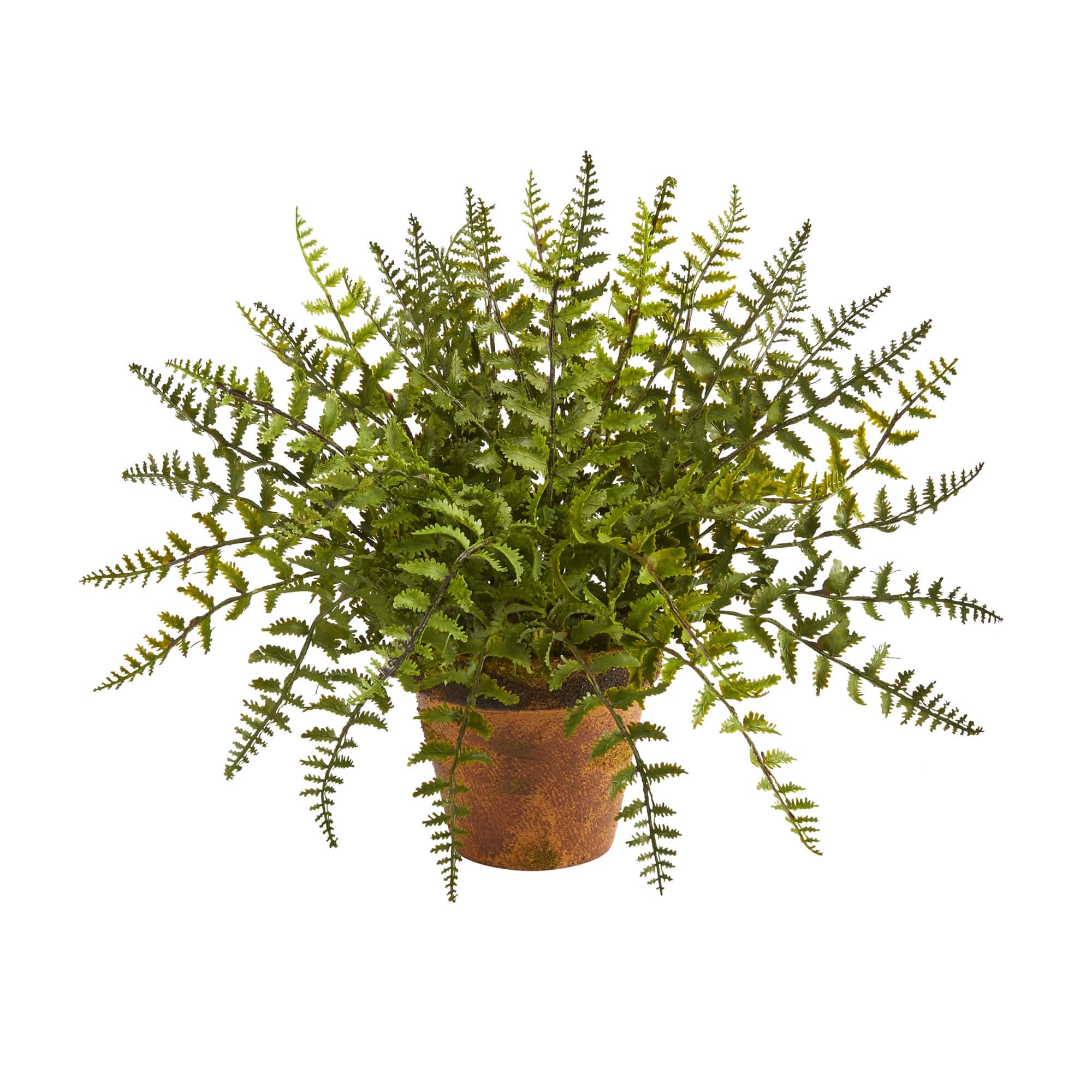 12&#x22; Leatherleaf Fern in Decorative Planter