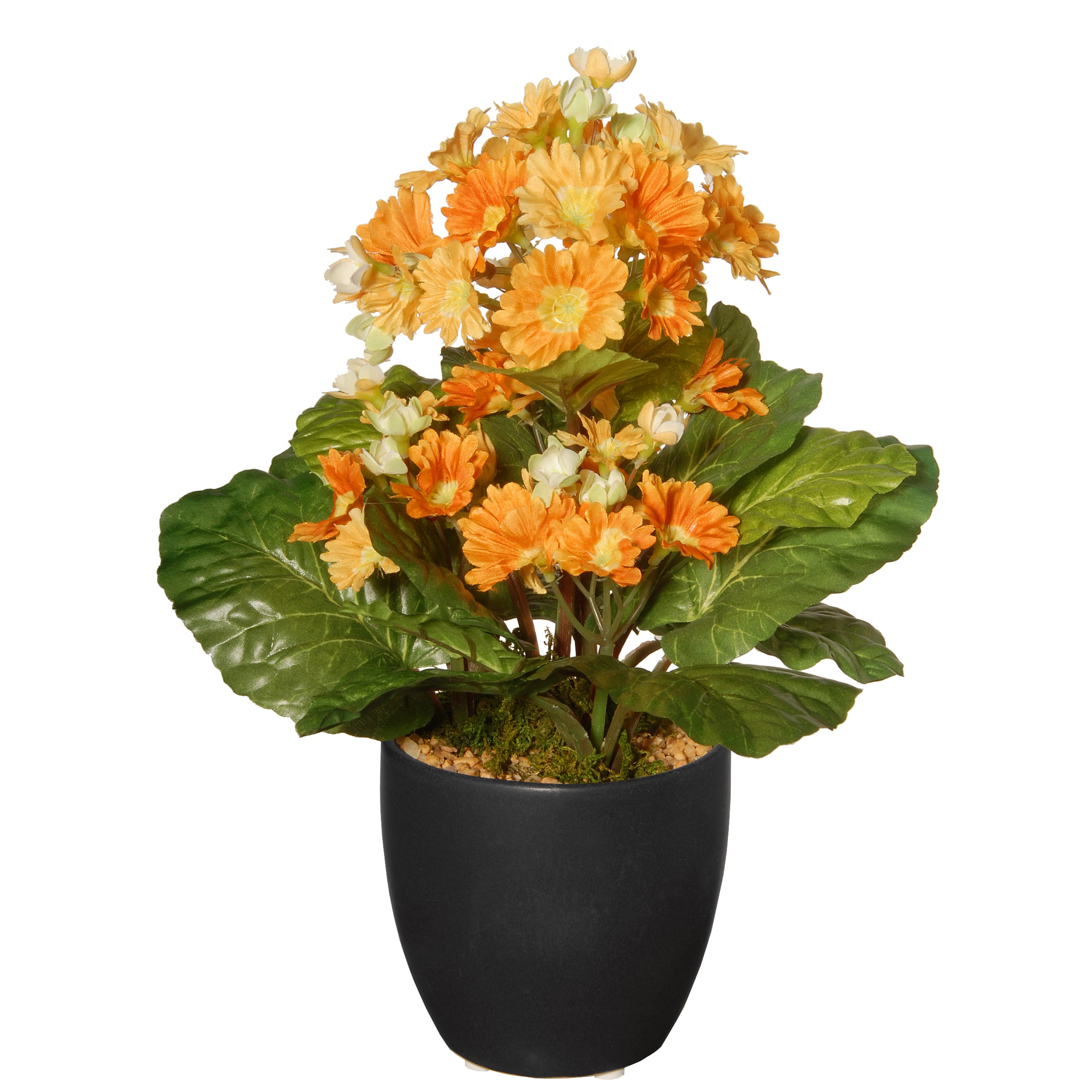 12&#x22; Ceramic Potted Primula Plant