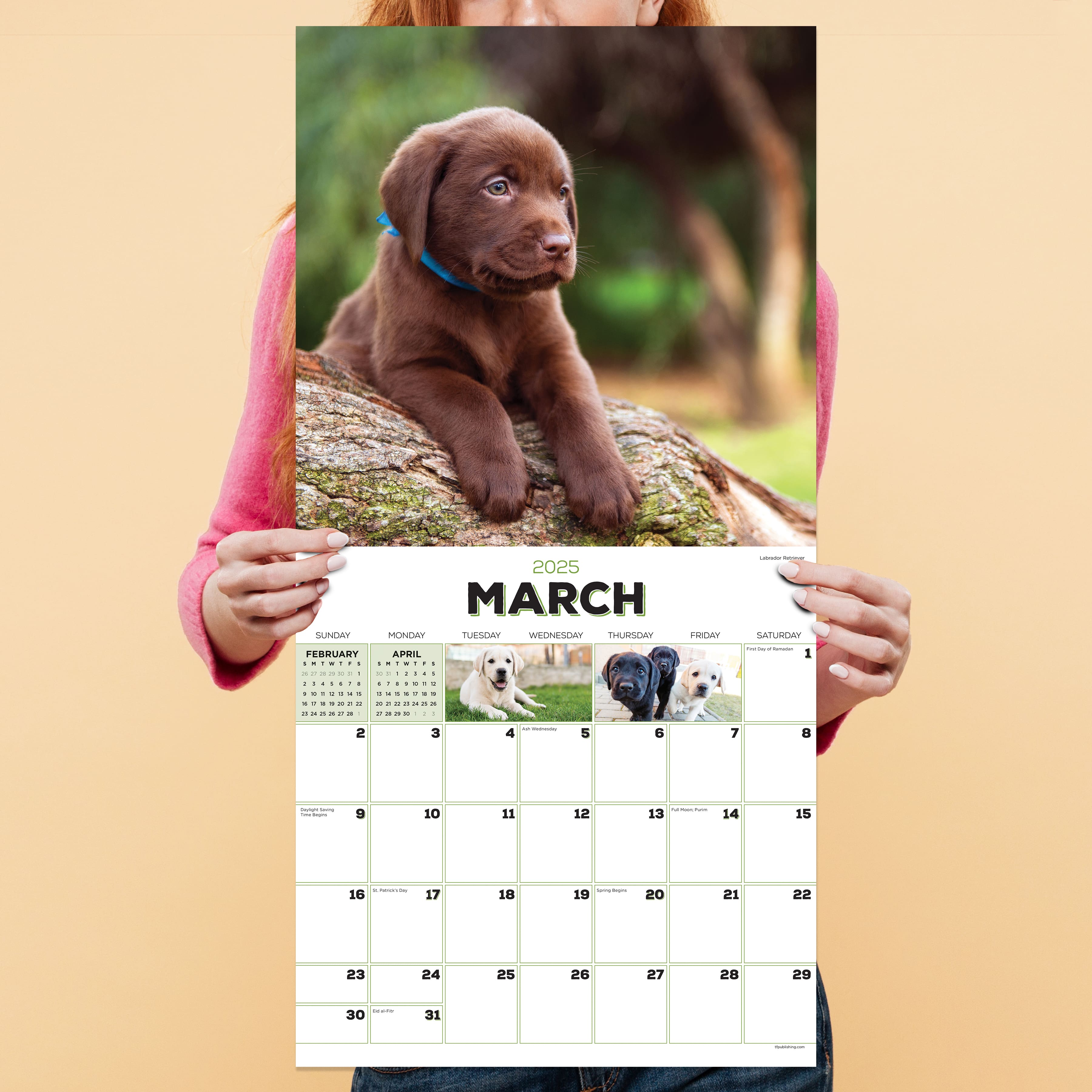 TF Publishing 2025 Puppies Wall Calendar