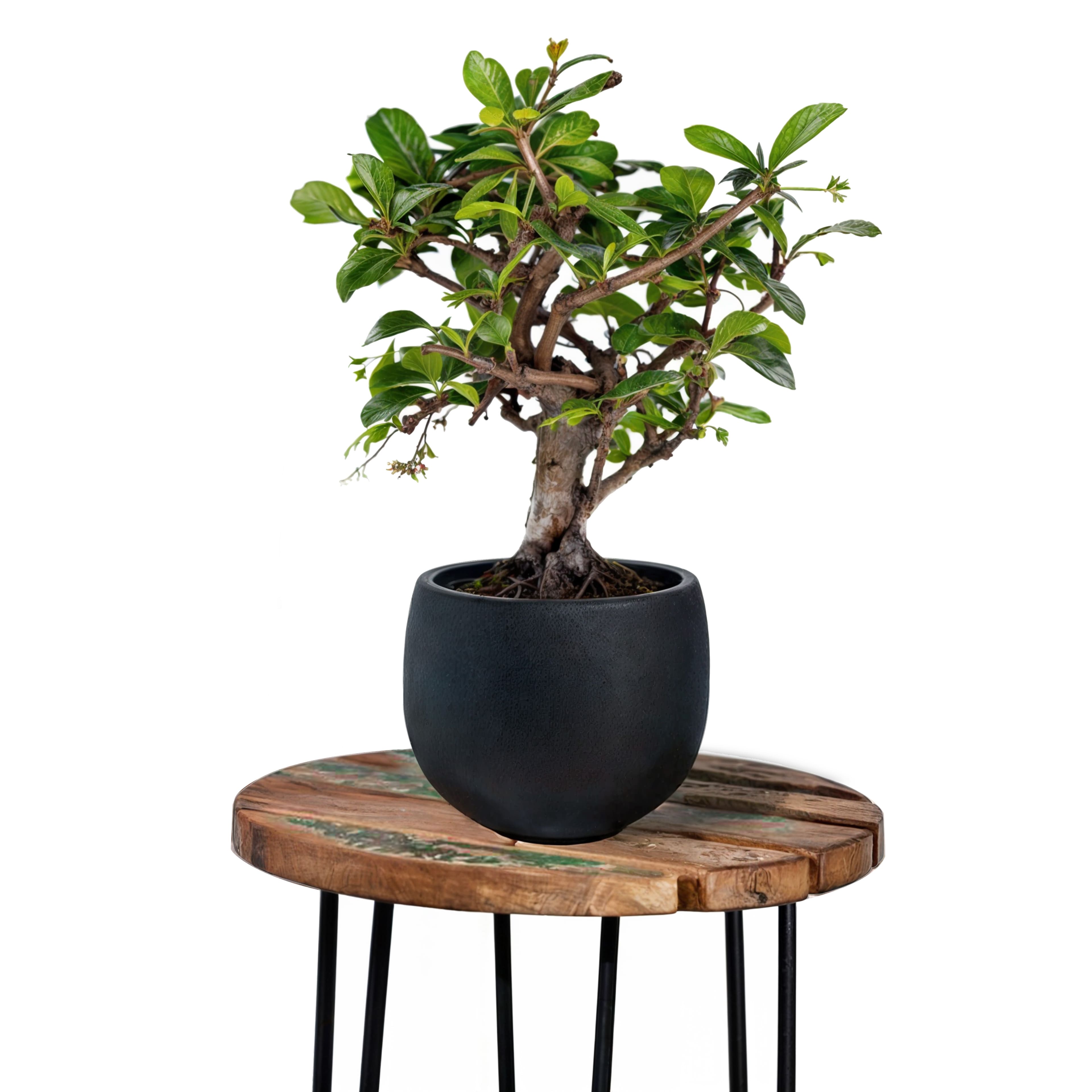 10&#x22; Black Ceramic Pot by Ashland&#xAE;