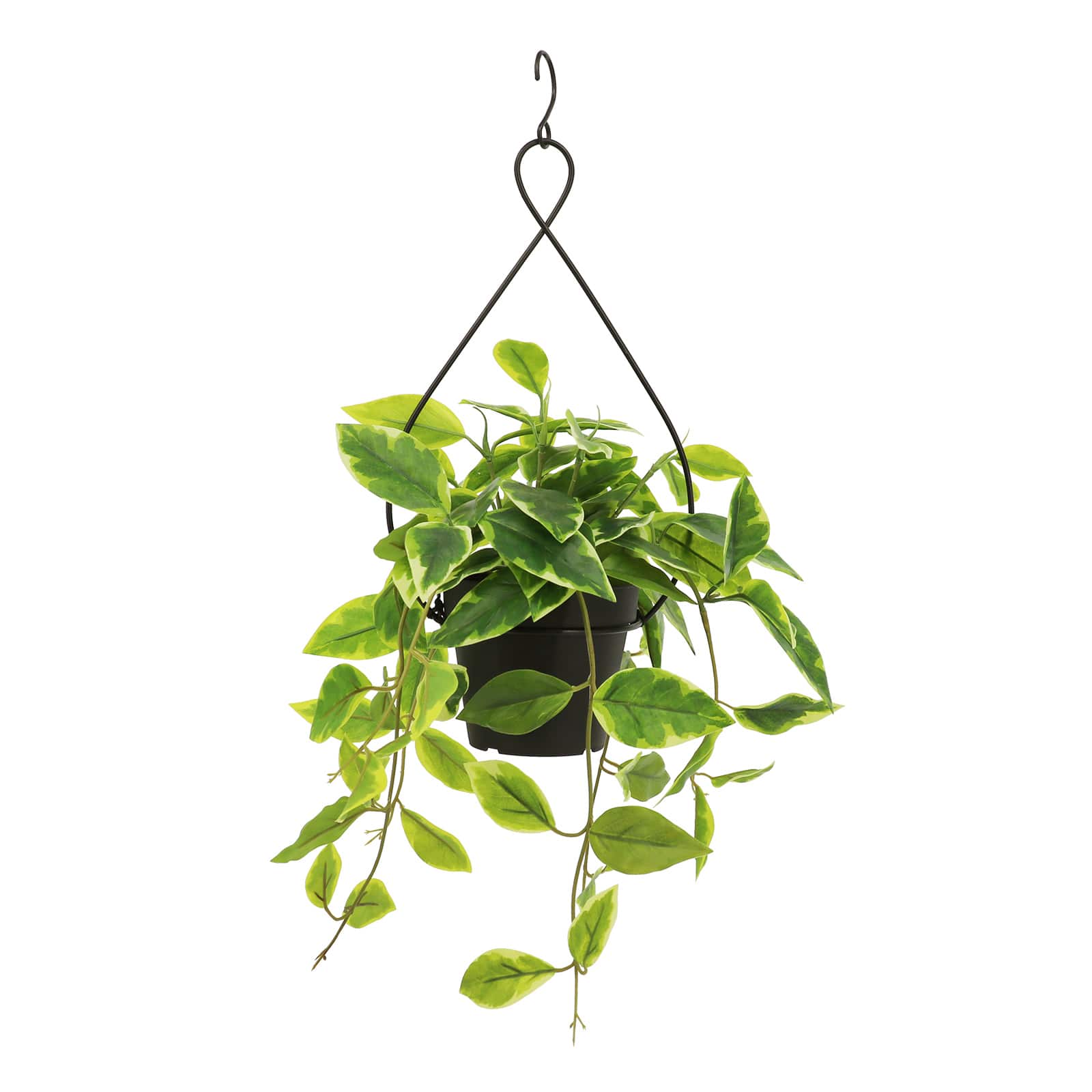 21&#x22; Potted Hanging Hoya by Ashland&#xAE;