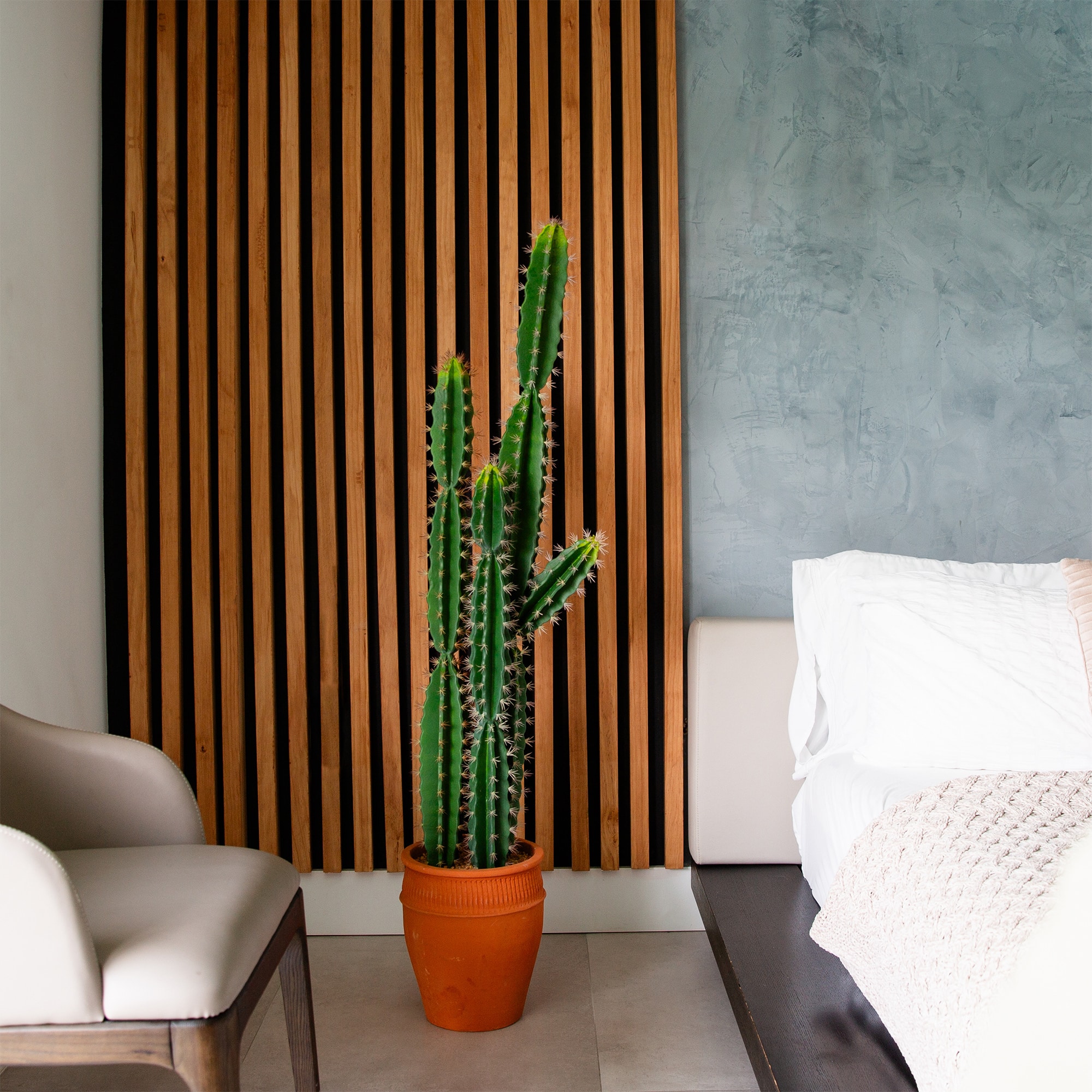 5ft. Cactus in Terracotta Planter