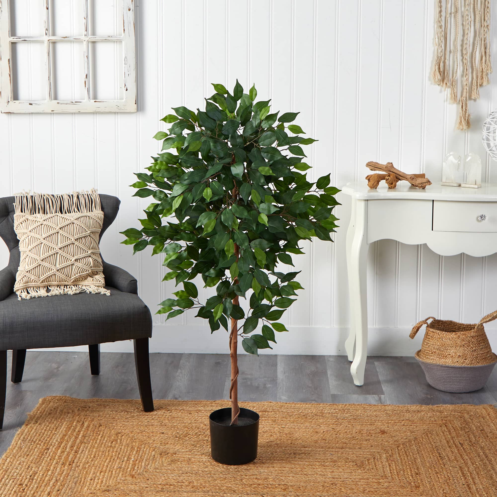 4ft. Potted Ficus Tree