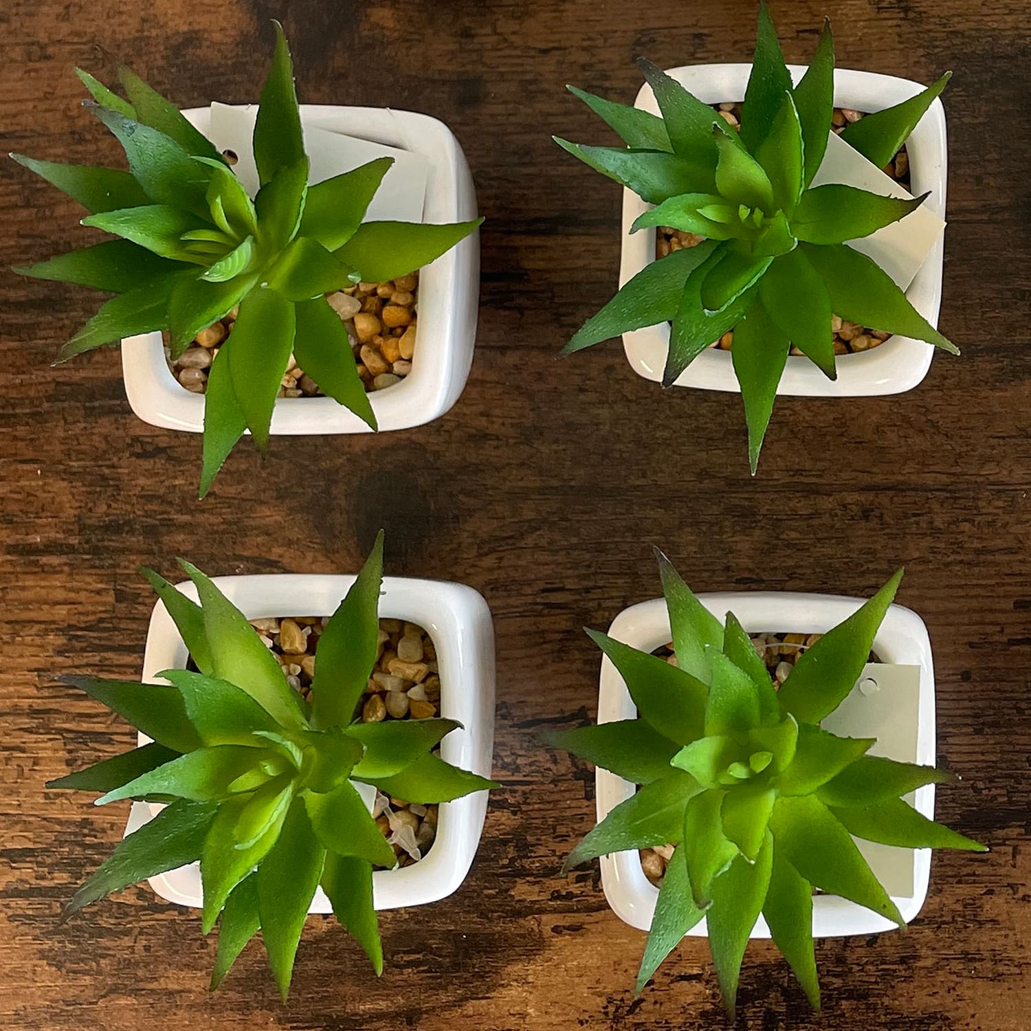 Minimalist Succulents in White Square Pot Set