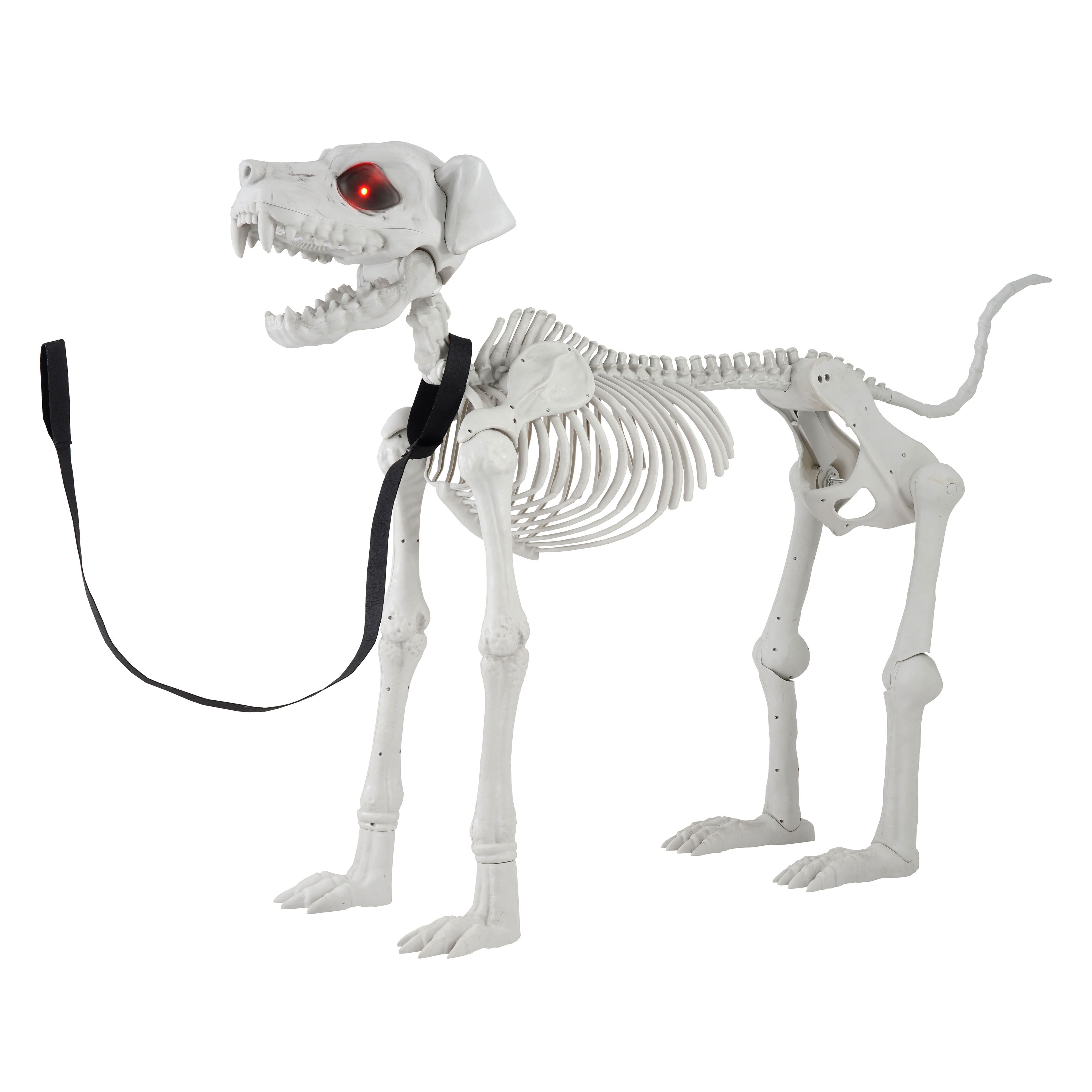 5ft. Poseable Dog Skeleton by Ashland&#xAE;