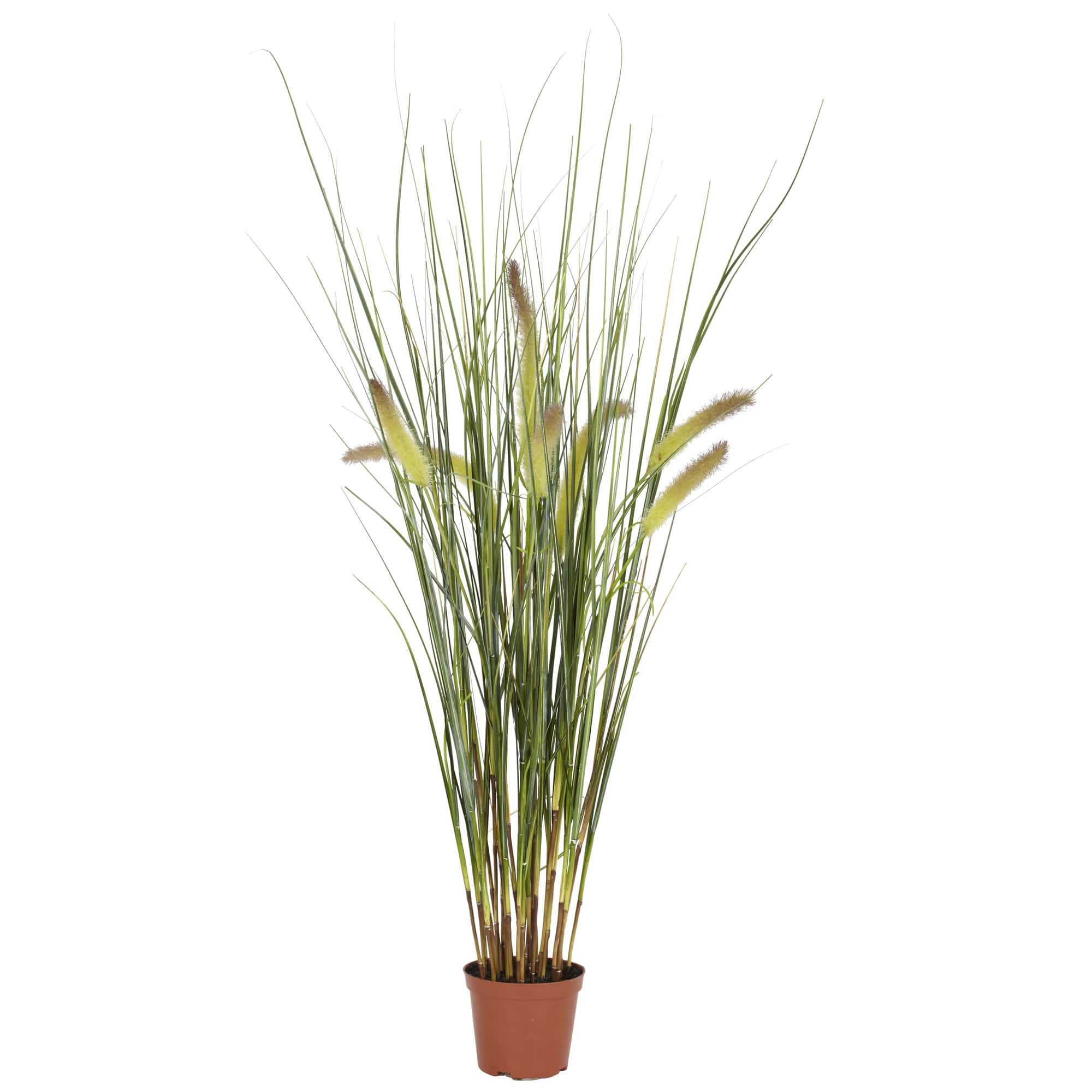 2.5ft. Potted Grass Plant