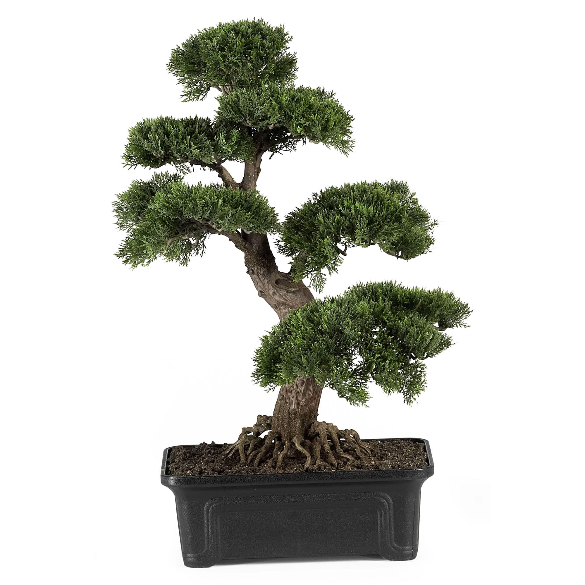 24in. Potted Cedar Bonsai