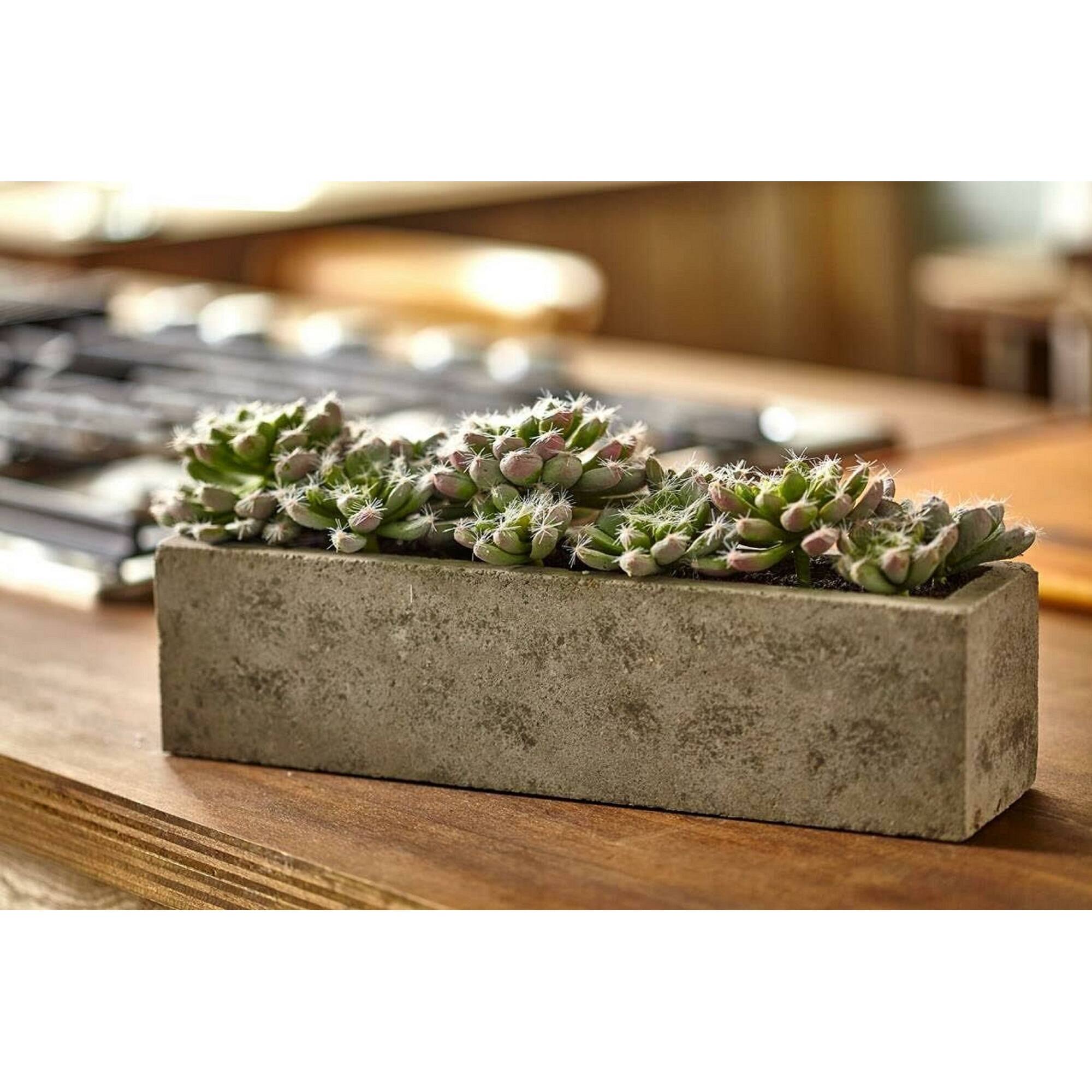 13.5" Succulent Garden with Textured Concrete Planter