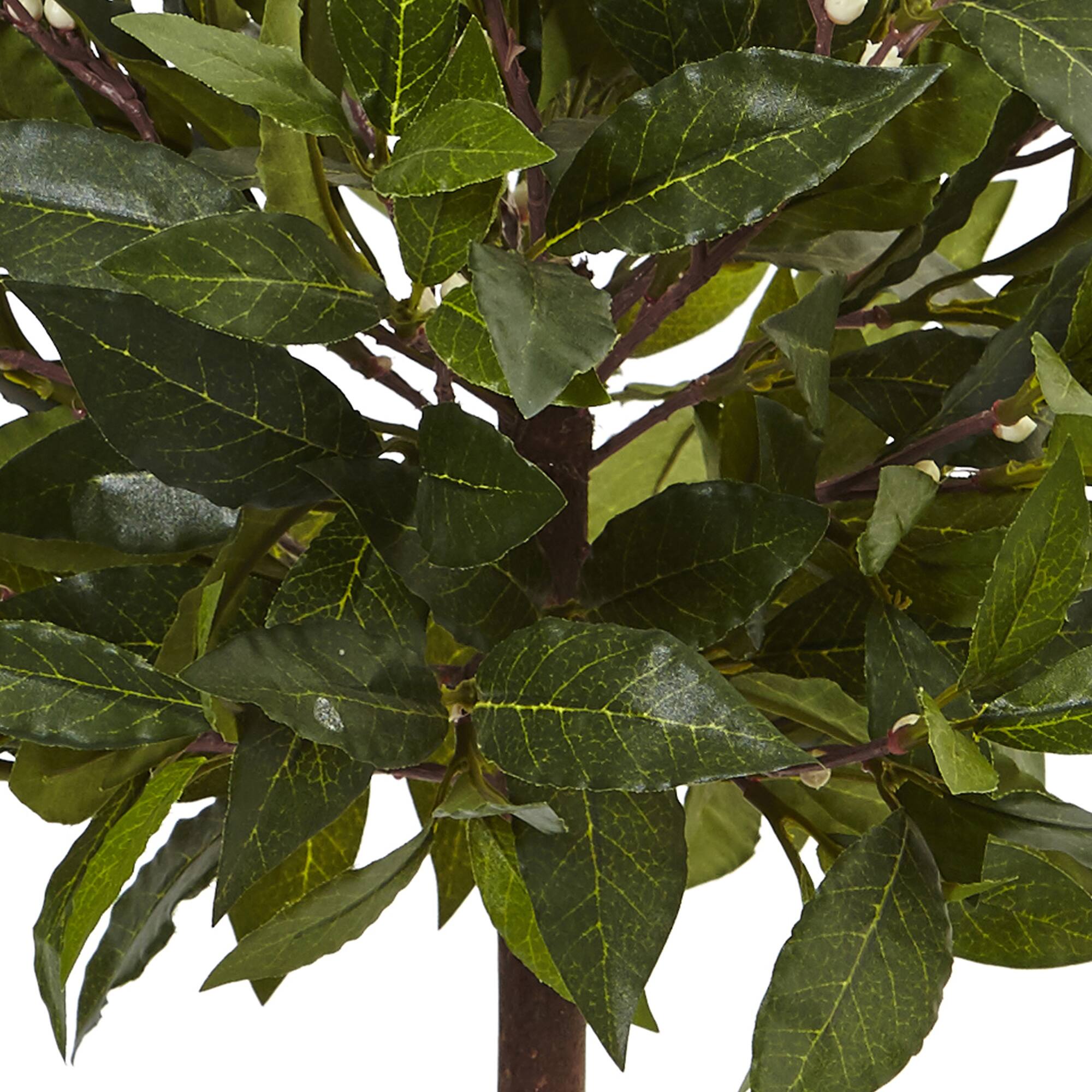 2ft. Bay Laurel Tree in White Glossy Cylinder Planter