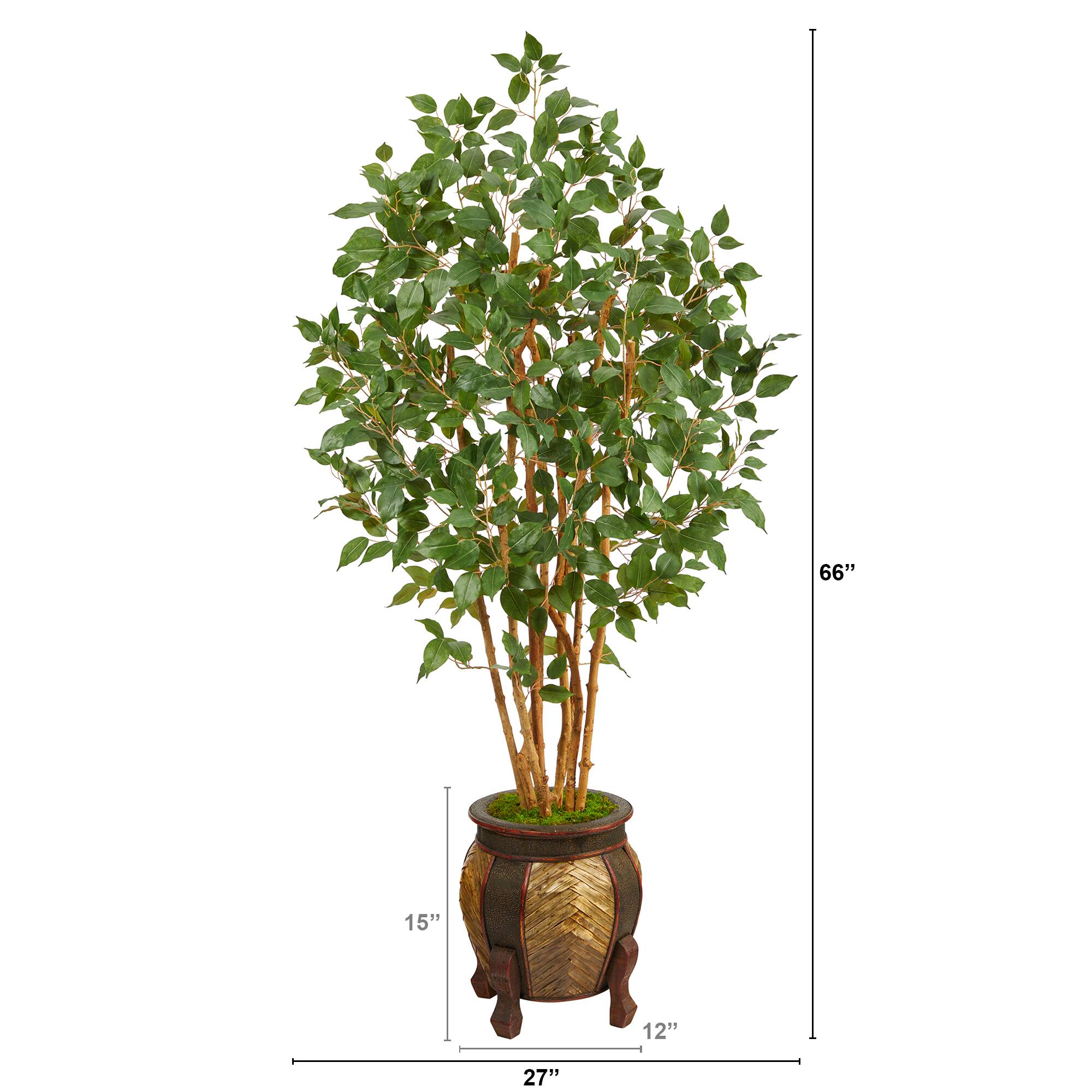 5.5ft. Bushy Ficus Tree in Decorative Planter