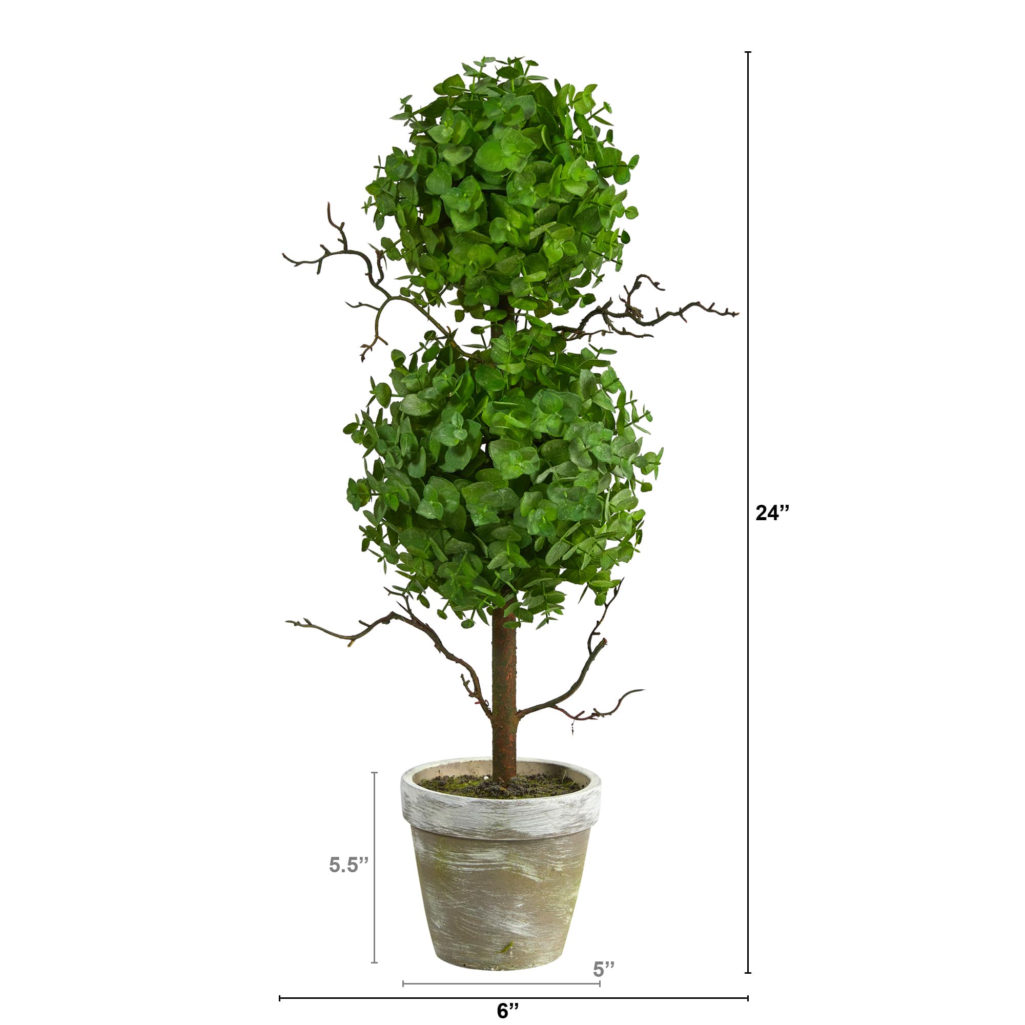 24&#x22; Potted Eucalyptus Double Ball Topiary Tree