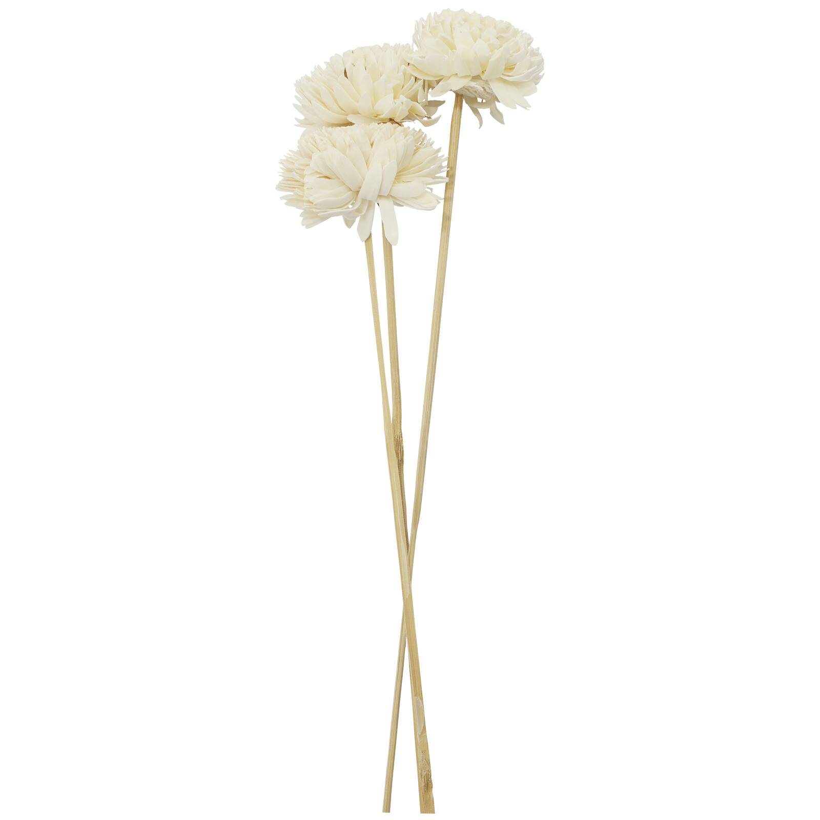 20" Natural Jasmine Sola Flowers, 3ct. by Ashland®