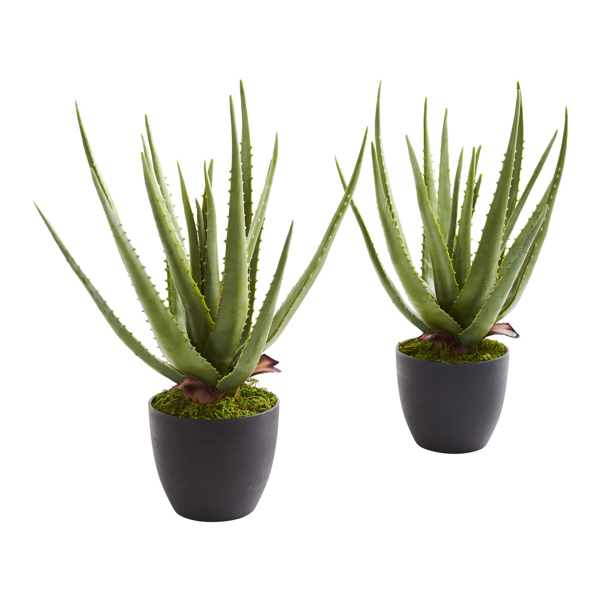 18" Potted Aloe Plant, 2ct.