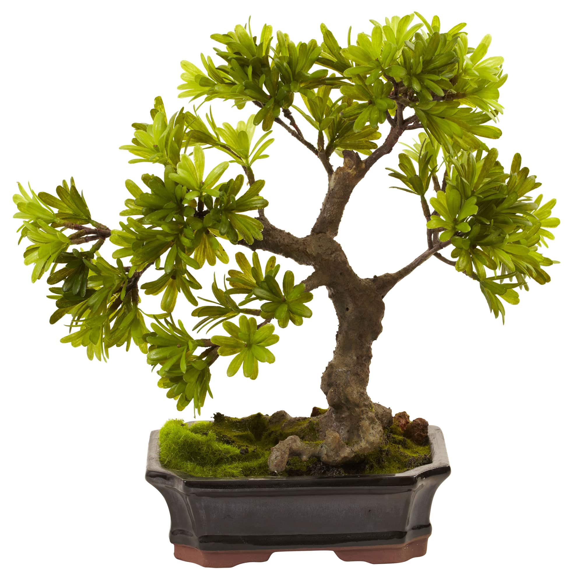 14" Plum Pine Bonsai in Ceramic Planter