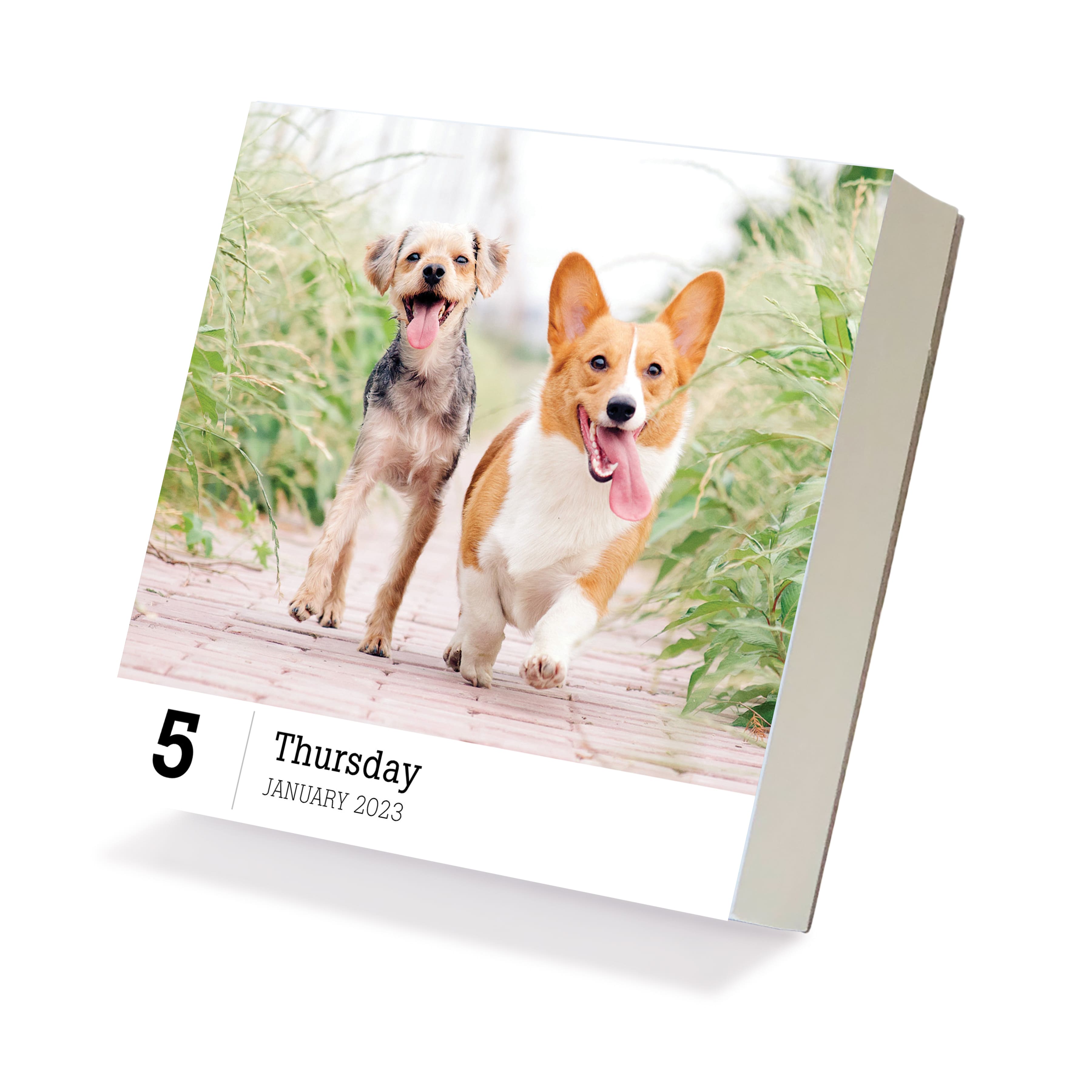 TF Publishing 2023 DogADay Daily Desktop Calendar Michaels