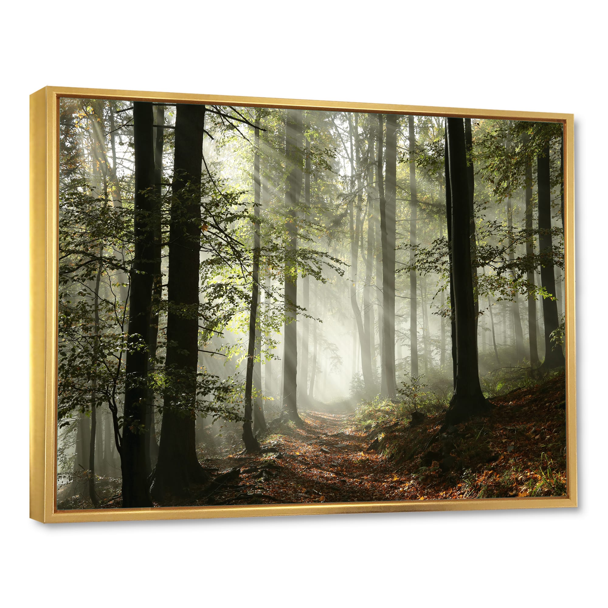 Designart - Light in Dense Fall Forest with Fog - Landscape Art Print Framed Canvas